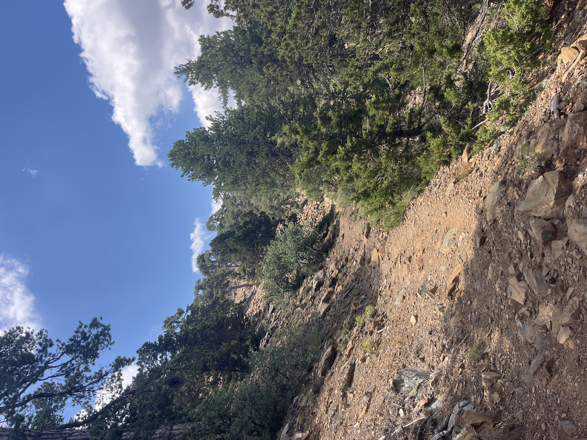 The image depicts a rocky, dirt hiking trail winding uphill through a dense forest of pine trees and scrubby bushes. The trail is composed of reddish-brown dirt and scattered rocks of various sizes. The surrounding vegetation is predominantly evergreen, with tall pine trees and smaller, bushy plants clinging to the steep, rocky slopes. The sky above is a vibrant blue with scattered white clouds. The lighting suggests it is a sunny day. The scene is characteristic of the mountainous terrain found in and around the village of Prodromos, Cyprus, a popular destination for hiking and outdoor activities due to its elevation and natural beauty. There are no people or animals visible in the image.