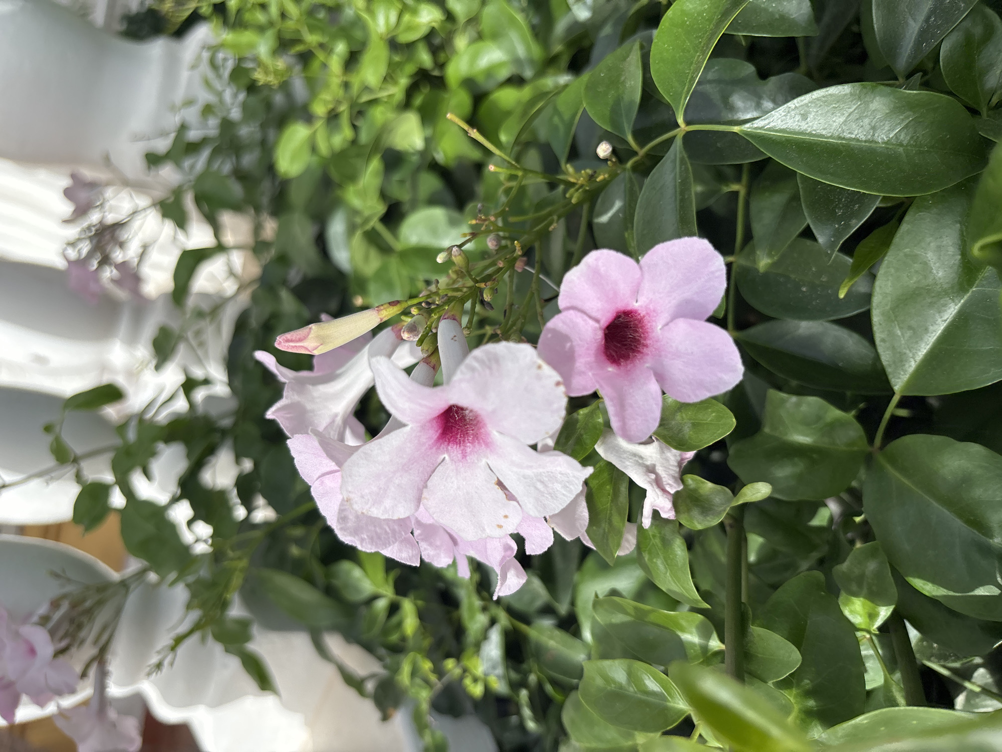 The image shows a close-up of a cluster of light pink flowers with deep pink centers. The flowers are in focus, with the lush green foliage of the plant serving as the background. The lighting suggests an outdoor setting, likely during the day. The origin of this image within the city of Orihuela, Spain is not discernible from the visual information provided.