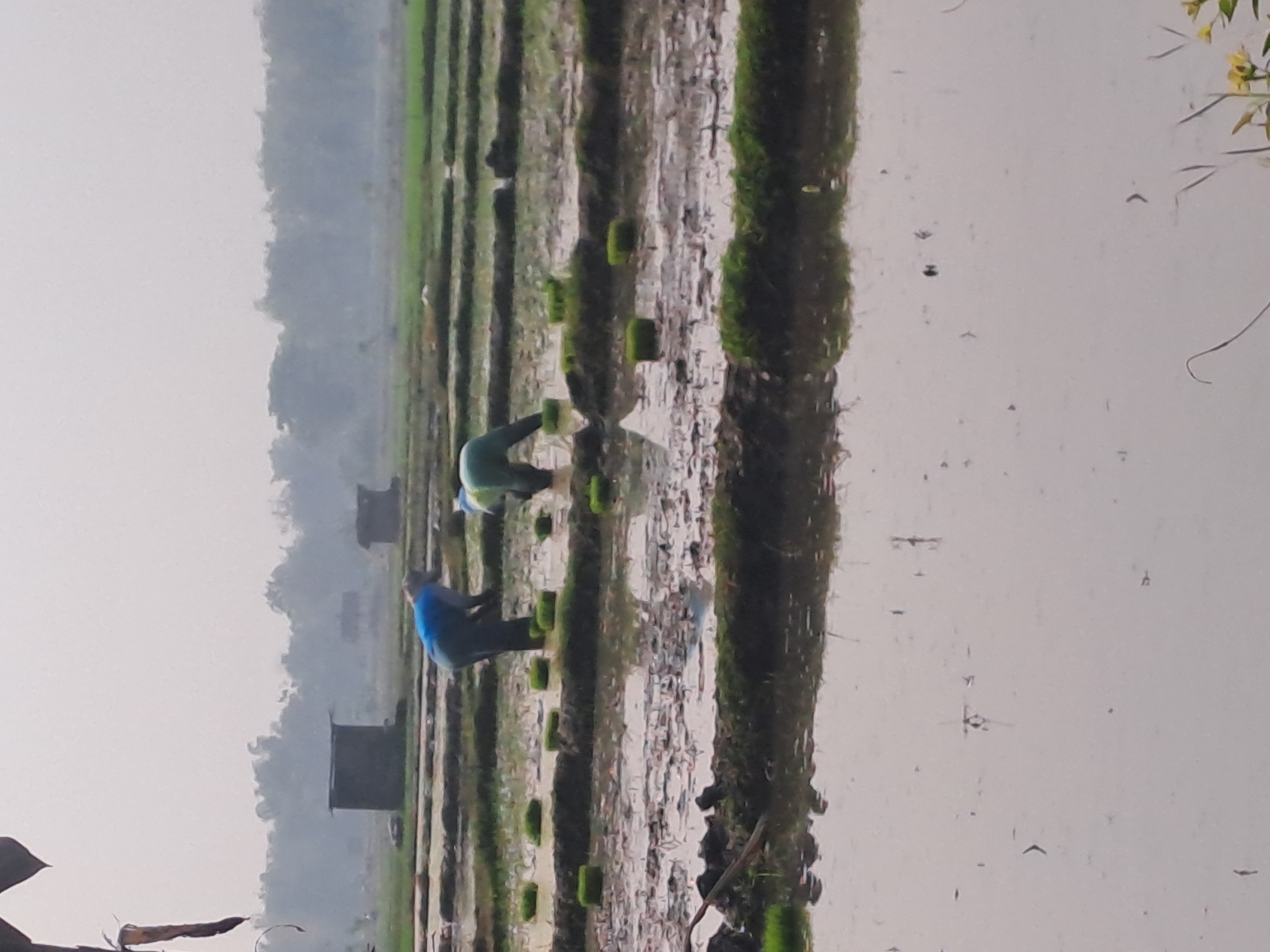 Two people are planting rice in a flooded rice paddy in Krandegan, Indonesia. The person on the left is wearing a blue shirt and dark pants, bent over and placing seedlings in the muddy ground. The person on the right is wearing a green shirt and dark pants, also bent over and working. The rice paddy is divided into raised beds of soil, with water filling the spaces between them. In the background, there are small, dark structures that appear to be sheds, and further back, a line of trees on the horizon. The sky is overcast and a light fog or haze hangs in the air.