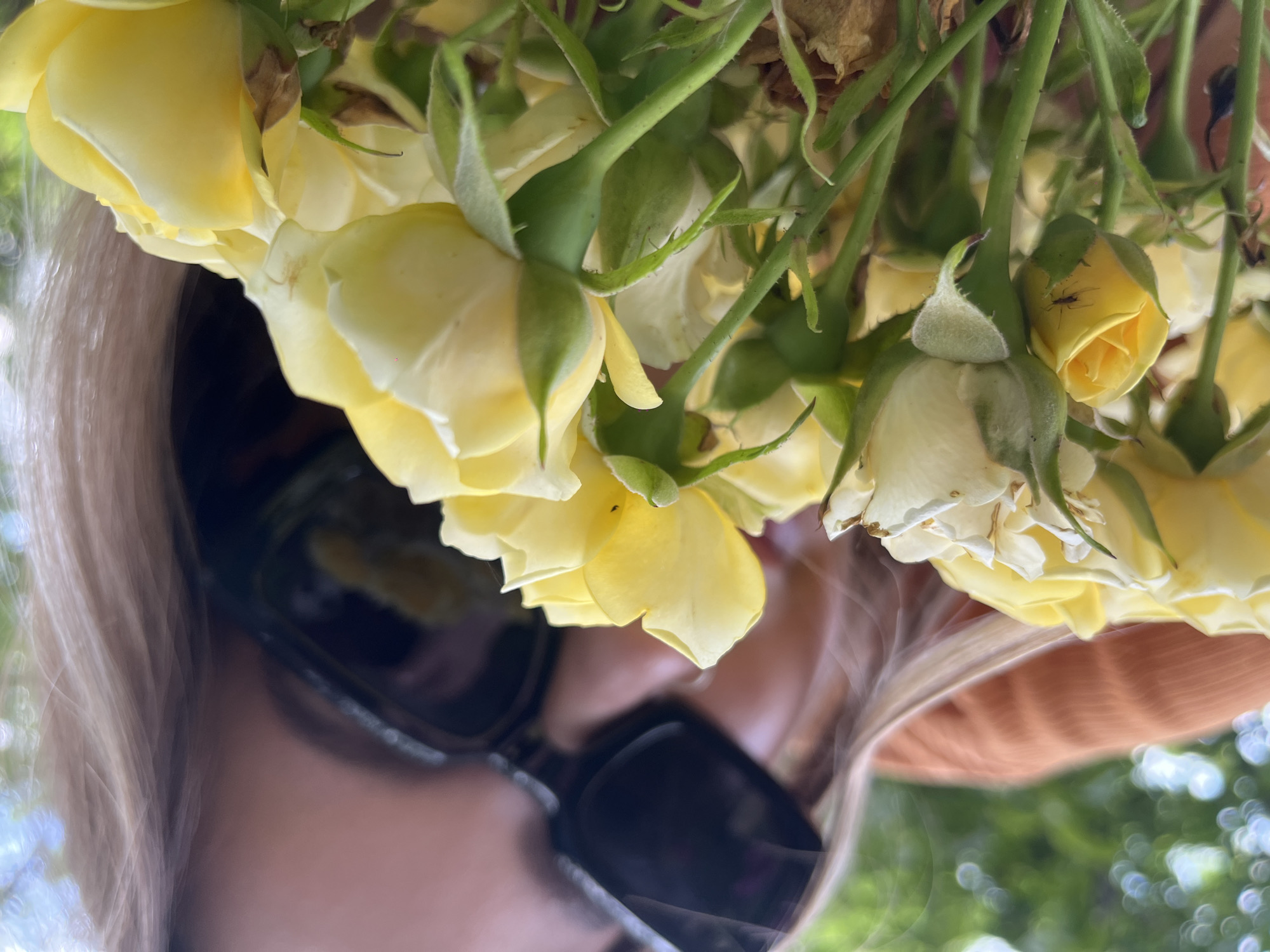 A close-up, low-angle shot captures a bouquet of yellow roses held by a person wearing sunglasses and an orange top. The background is blurred green foliage, suggesting an outdoor, natural setting. A small spider is visible on one of the rose buds. The image appears to be taken in Novopokrovskaya, Russia, possibly in a garden or park. The lighting is natural and bright, indicating daytime.