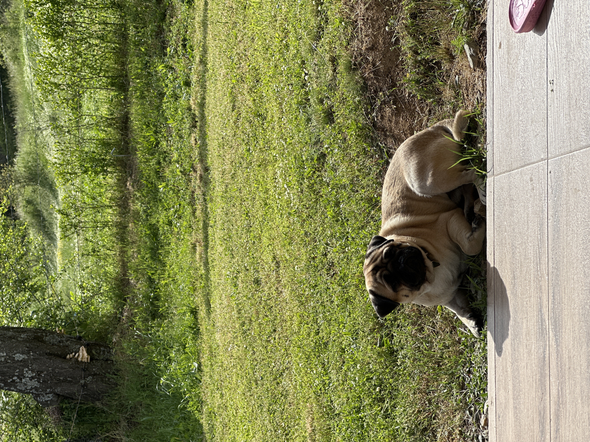 A pug dog lies in the grass next to a tiled patio. The background shows green grass and shrubs. The location is Mrachenik, Bulgaria.