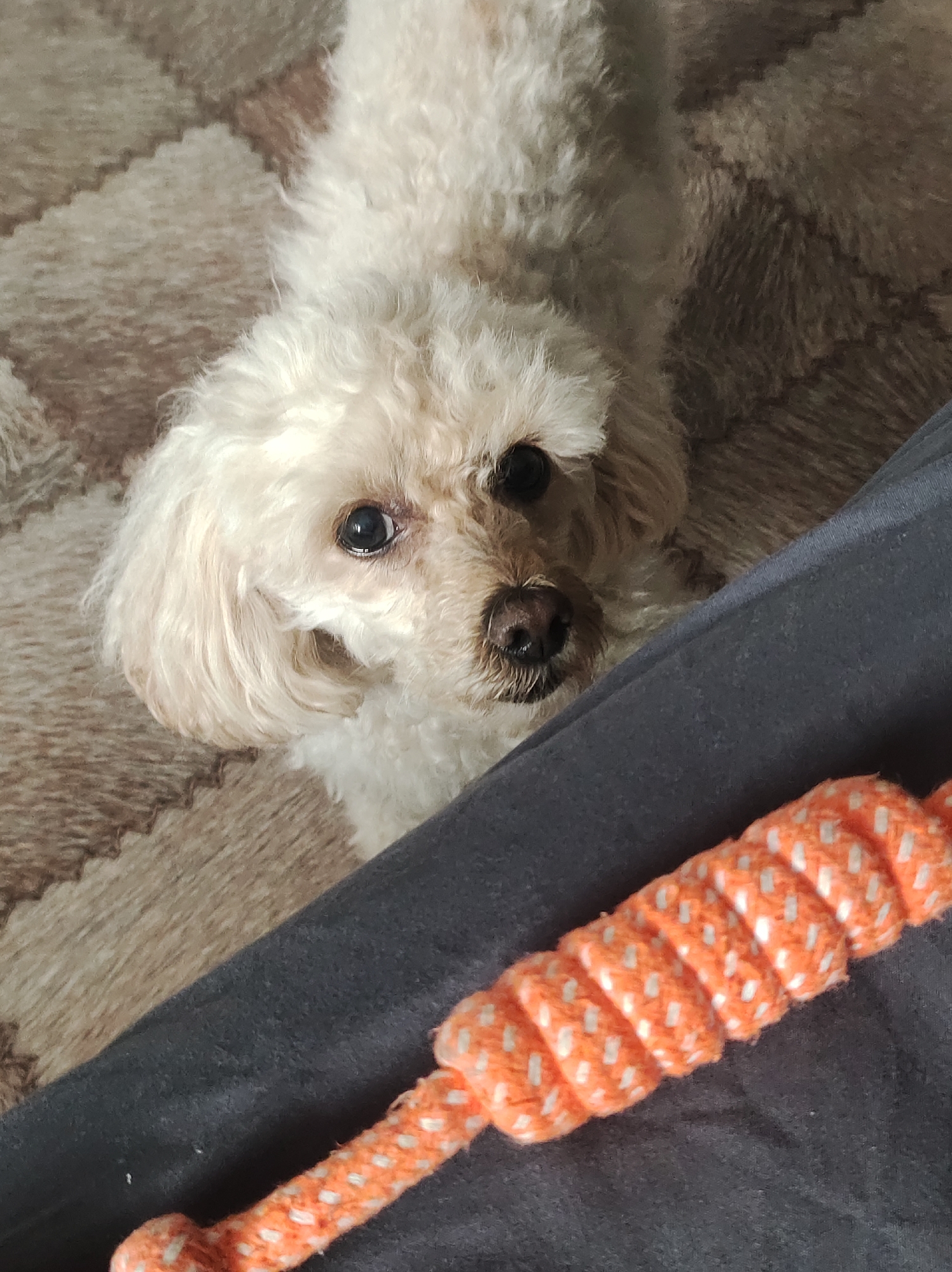 This media file shows a close-up, high-angle shot of a small, cream-colored poodle mix dog. The dog is lying down on a textured surface that appears to be a rug or carpet with a diamond pattern in shades of beige and brown. The dog is looking directly at the camera with a soft, curious expression. Its eyes are dark and round, and its nose is a dark brown. Its fur is fluffy and appears somewhat tousled.
In the foreground, partially obscuring the dog's body and the right side of the image, is a dark gray fabric, possibly a blanket or clothing. A portion of an orange rope toy with white speckles is visible in the lower right corner, lying on the gray fabric. The toy is coiled and has a textured surface.
The lighting suggests an indoor setting, possibly during the daytime, but there are no clear indicators of time or weather. The focus is primarily on the dog's face and the toy, with the background being slightly out of focus. There is no visible text in the image. The overall mood is calm and domestic. The location context provided is Chaikovsky, Russia.