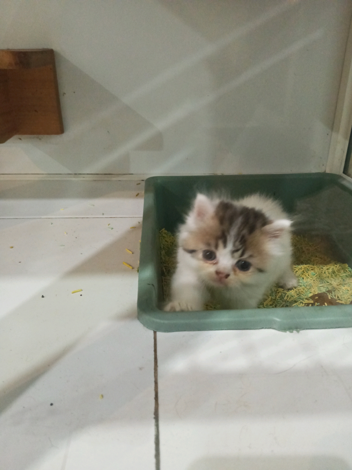 A fluffy, tri-colored kitten with white, brown, and gray markings sits inside a green litter box filled with light green and yellow litter. The kitten is looking directly at the camera with large, dark eyes. The litter box is on a white tiled floor. In the background, a section of a white wall with a wooden object attached is visible, casting a shadow. The scene appears to be indoors, possibly in a residential setting in Ngrendeng, Indonesia.