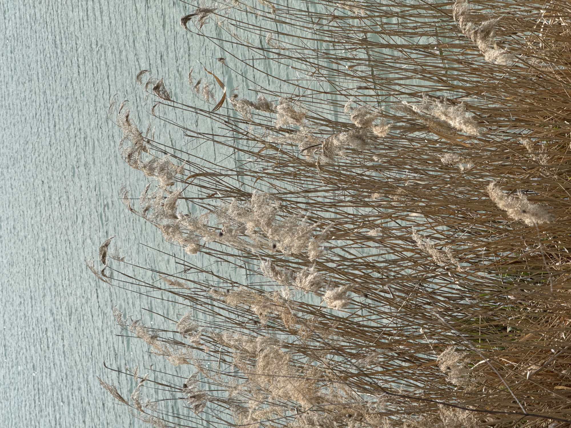 The image shows reeds along a body of water. The reeds are predominantly brown and dry, with feathery seed heads at the top. The water has a light blue hue with subtle ripple patterns. The location is likely in or near Popovo, Bulgaria, given the request. However, without specific landmarks or other contextual information, it's impossible to pinpoint the exact location within Popovo. The image focuses on the natural environment, with no people or apparent human activity in the frame.