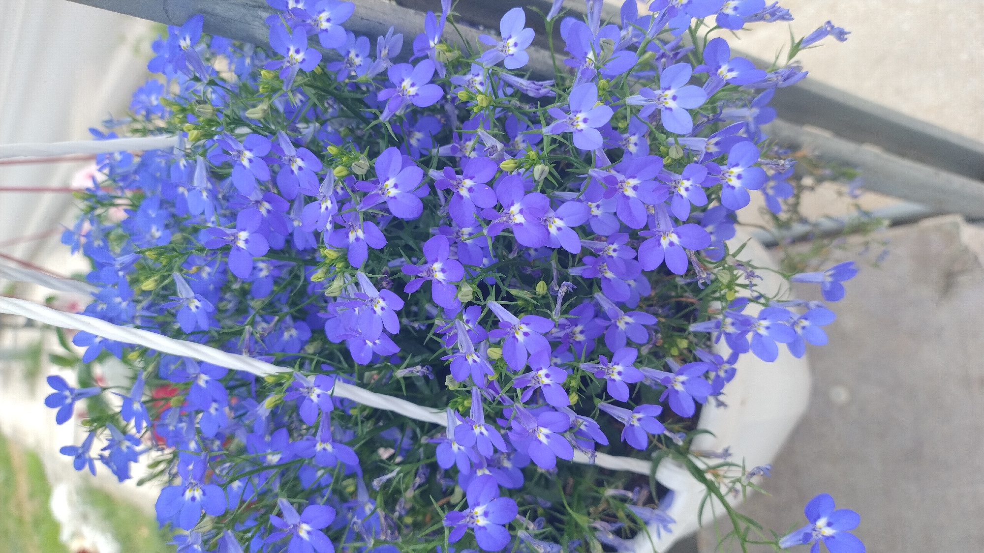In Νέα Κερασιά, Greece, a close-up shot captures a hanging pot filled with a dense cluster of vibrant blue lobelia flowers. The flowers, characterized by their delicate, five-petaled blooms with white centers, cascade downwards, creating a lush visual effect. Green stems and small, unopened buds are interspersed throughout the floral arrangement. The pot itself is white and appears to be made of plastic. Two white, twisted ropes are visible, supporting the hanging planter. The background is softly blurred, suggesting an outdoor setting with hints of a pathway or ground and some greenery. The image is taken from a slightly elevated angle, looking down into the pot.