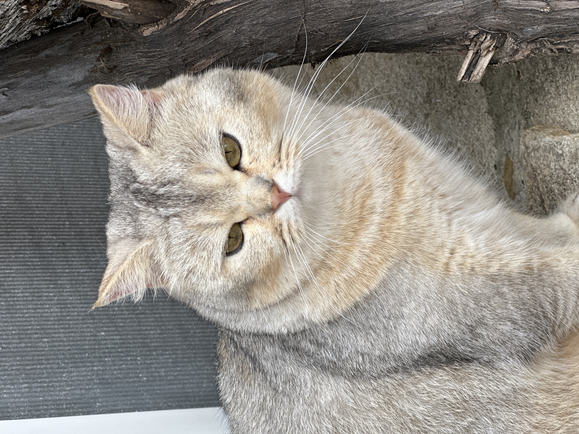 A medium shot captures a cat with golden and grey fur looking directly at the camera. The cat has bright yellow eyes and a pink nose. Its ears are pointed, and it has long white whiskers. The cat is sitting on a concrete surface next to a large, rough-hewn wooden post. In the background, a grey, corrugated wall is visible. The lighting suggests an outdoor setting, possibly during the day.
