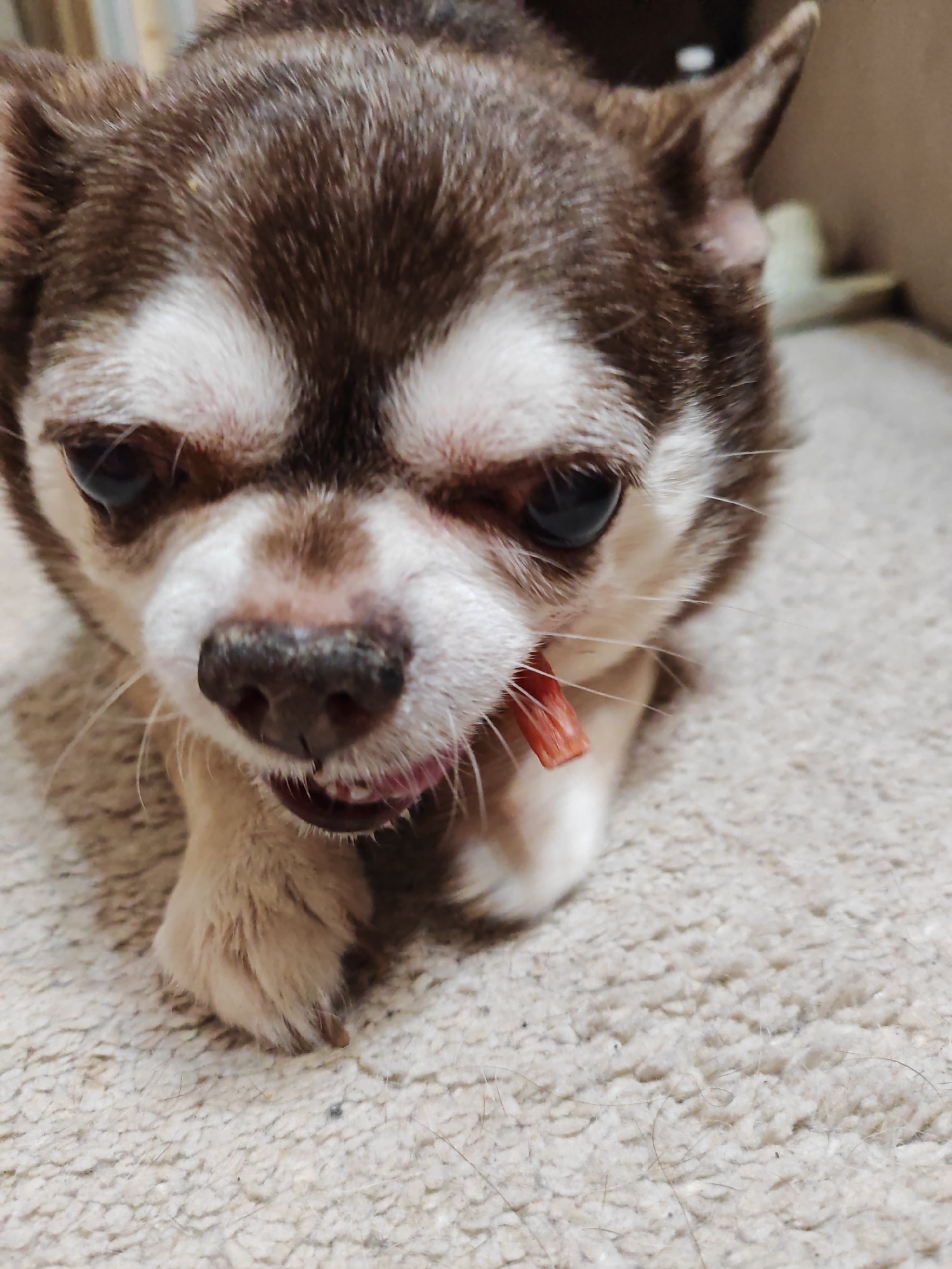 A close-up photograph captures a small, short-haired dog, identified as a Chihuahua, resting on a light-colored, textured carpet. The dog features a brown and white coat, with prominent white fur around its snout, under its dark eyes, and on its chin, contrasting with the dark brown fur on its head and ears. Its black nose appears moist. A small, reddish-orange, stick-like object is present in the left side of its partially open mouth, revealing a pink tongue and some teeth. Its front paws, covered in light brown fur, are visible on the carpet. The background is out of focus, displaying warm, muted tones, possibly of a wall or furniture. The carpet surface shows individual fibers and minor dark specks. The scene takes place in Saint Petersburg, Russia.