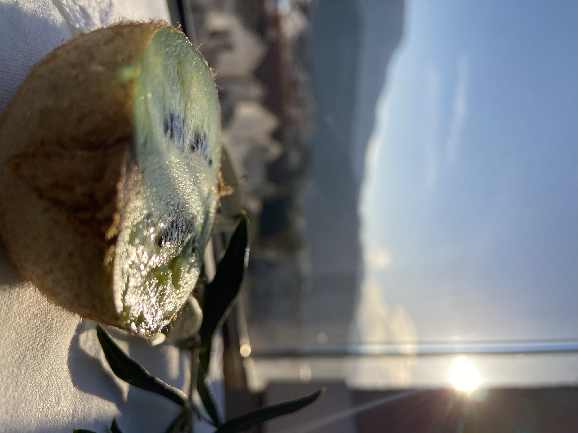 A half-cut kiwi fruit rests on a white surface, likely fabric, with sprigs of olive leaves nearby. The background, partially obscured, reveals a cityscape transitioning into mountains under a bright, diffused sky, characteristic of sunny conditions. The overall scene suggests a balcony or windowsill setting overlooking an urban landscape. Given the context of Budva, Montenegro, the buildings in the background are likely residential or commercial structures typical of the Adriatic coastal city, and the distant mountains are part of the Montenegrin coastal range. No people are visible in the image. The sun's position indicates it may be either morning or late afternoon.