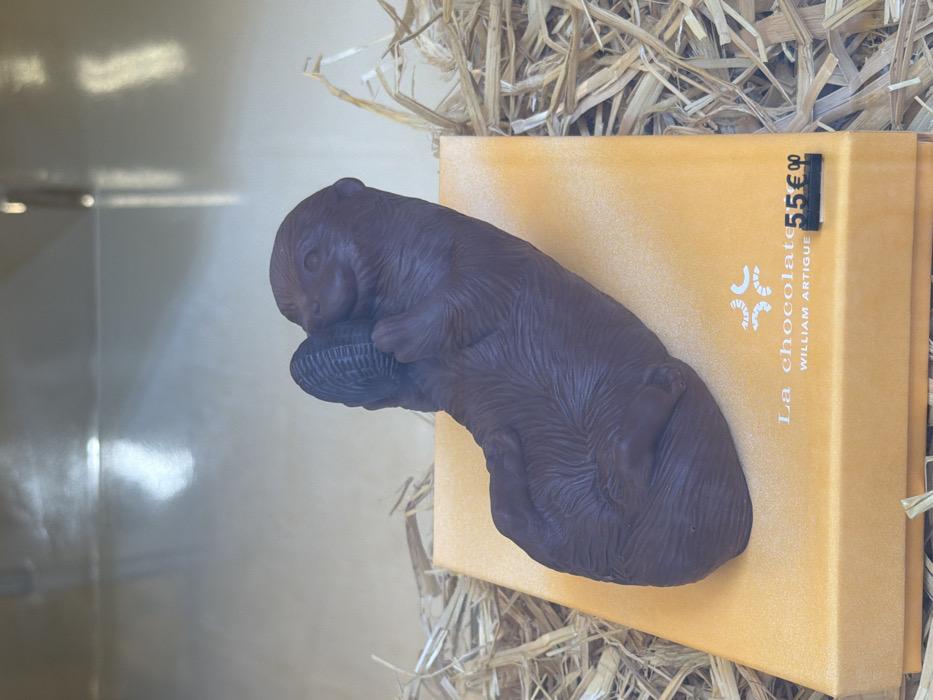 A dark chocolate sculpture of an otter is presented in a retail display. The otter is depicted lying on its back, holding a ridged, oval-shaped object with its front paws. The sculpture rests on a rectangular orange box. The box is labeled "La chocolaterie WILLIAM ARTIGUE" in dark lettering and features a stylized four-part logo. A small black price tag displaying "55€" is affixed to the front edge of the orange box. The box and sculpture are situated on a bed of dry, light-brown straw or hay. The background exhibits blurred reflections typical of a glass display case. The scene is located at La chocolaterie William Artigue, 1 Rue de Vaugirard, in Paris, France. No individuals are visible in the image.