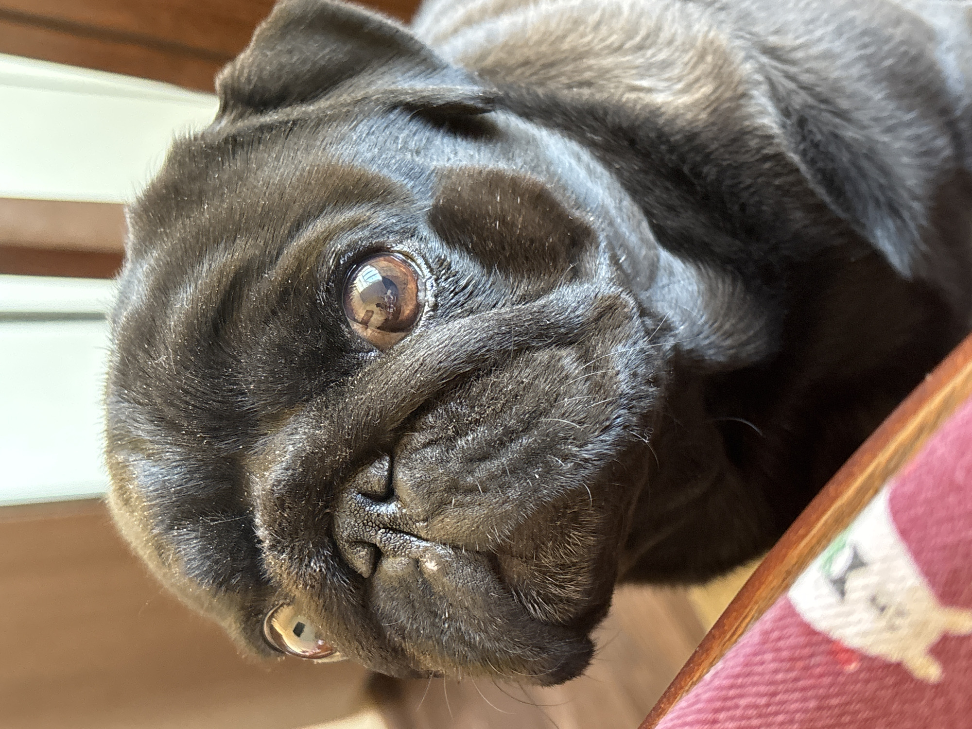 A close-up, slightly angled view depicts a black pug's face. The pug's eyes are prominent, reflecting light. The skin around the eyes and face is wrinkled. A portion of a red chair with a white pattern is visible in the lower right corner of the frame. A wooden surface can be seen in the background. The city is not discernible from the image provided.