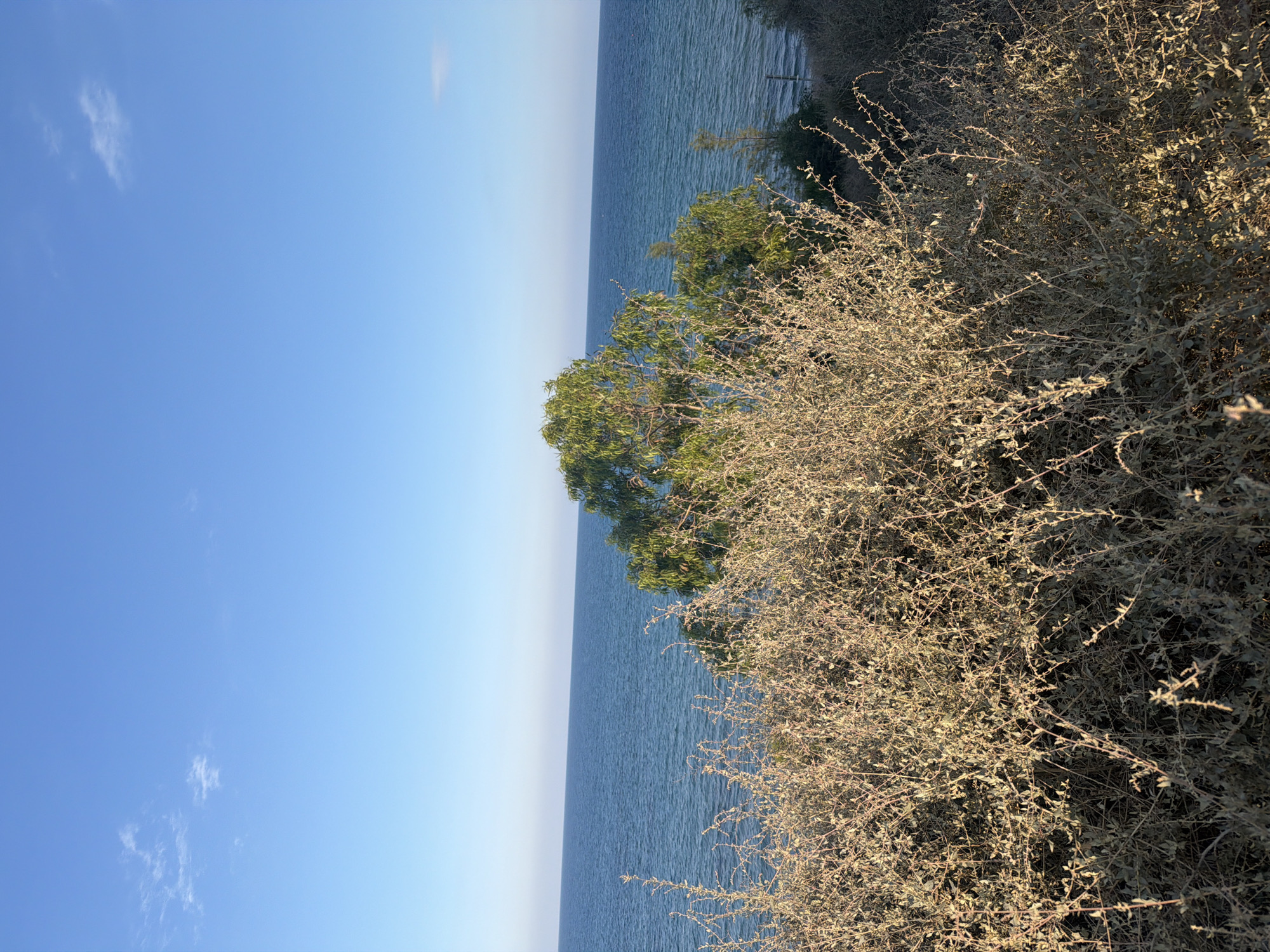 The image depicts a serene coastal landscape under a clear blue sky. In the foreground, dry, thorny bushes with sparse, pale leaves dominate the view, casting shadows on the uneven ground. Behind the bushes, a calm, blue sea stretches towards the horizon, meeting the sky in a sharp, unbroken line. A medium-sized green tree with a dense canopy stands to the right of center, its leaves catching the sunlight. The overall impression is one of a dry, Mediterranean environment, possibly overlooking the sea near Meneou, Cyprus, where such vegetation and coastal views are common.