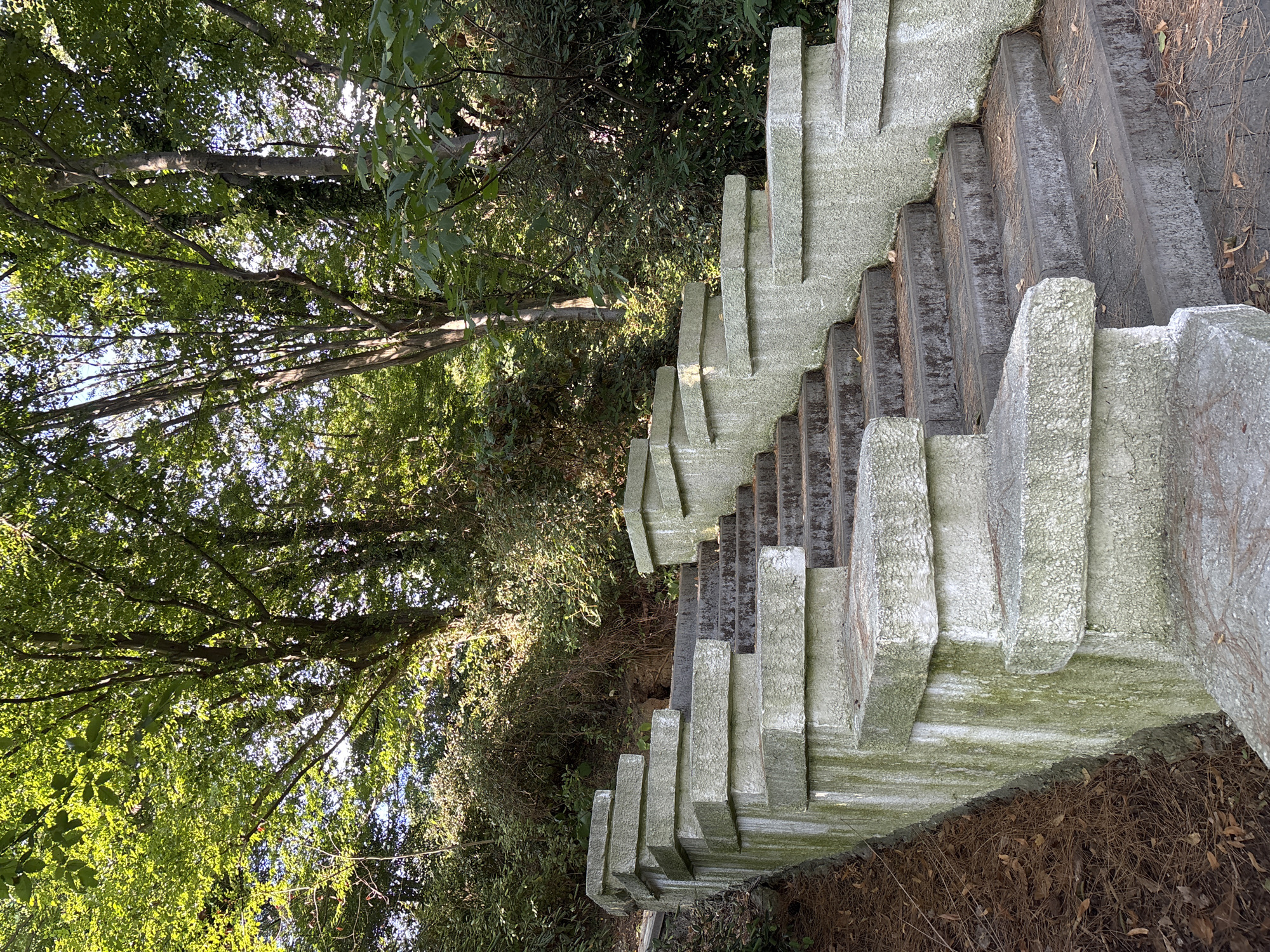 This is a vertical, eye-level, medium shot of a concrete staircase winding upwards through a wooded area. The stairs are flanked by heavy, stepped concrete railings on the left and shorter concrete risers on the right. The concrete surfaces are weathered and show signs of age, with streaks of green moss and grime. The steps themselves are made of dark, possibly stone or composite material, and are covered with scattered dry pine needles and a few fallen leaves.
The surrounding environment is lush and green, with dense foliage and mature trees forming a canopy overhead. Sunlight filters through the leaves, creating dappled light on the stairs and in the background. The overall impression is one of a natural, slightly overgrown, and well-used outdoor space. The location is identified as Sochi, Russia.