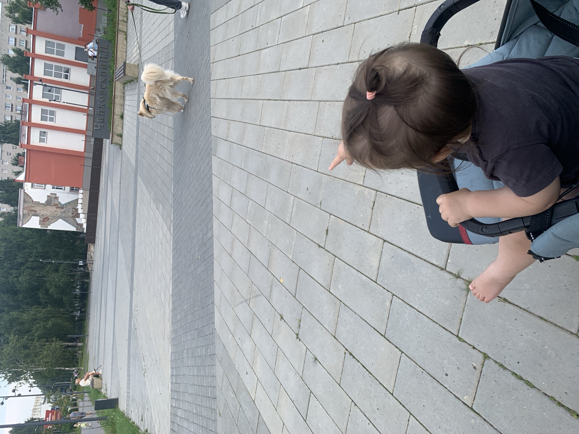 The image depicts a paved outdoor area, likely a public square or park, in Chaikovsky, Russia. In the foreground, a young child sits in a stroller, facing away from the camera and pointing with their right hand towards the mid-ground. The child has dark hair pulled back in a ponytail with a pink elastic band and is wearing a dark t-shirt. A bare foot is visible protruding from the stroller.
In the mid-ground, a fluffy, light-colored dog on a leash is being walked by an unseen person whose legs and sneakers are visible on the right side of the frame. The dog is facing to the left. Further in the background, an elderly person sits on a bench, facing left, with a cane resting beside them. Behind the bench is a large, modern building with a red and white facade and a mural. A sign with Cyrillic lettering, "ЧАЙКОВСКИИ П.И.," is visible in front of the building, identifying the location as related to Tchaikovsky. Trees line the background, and a clear sky is visible above. The ground is paved with large, rectangular gray stones.