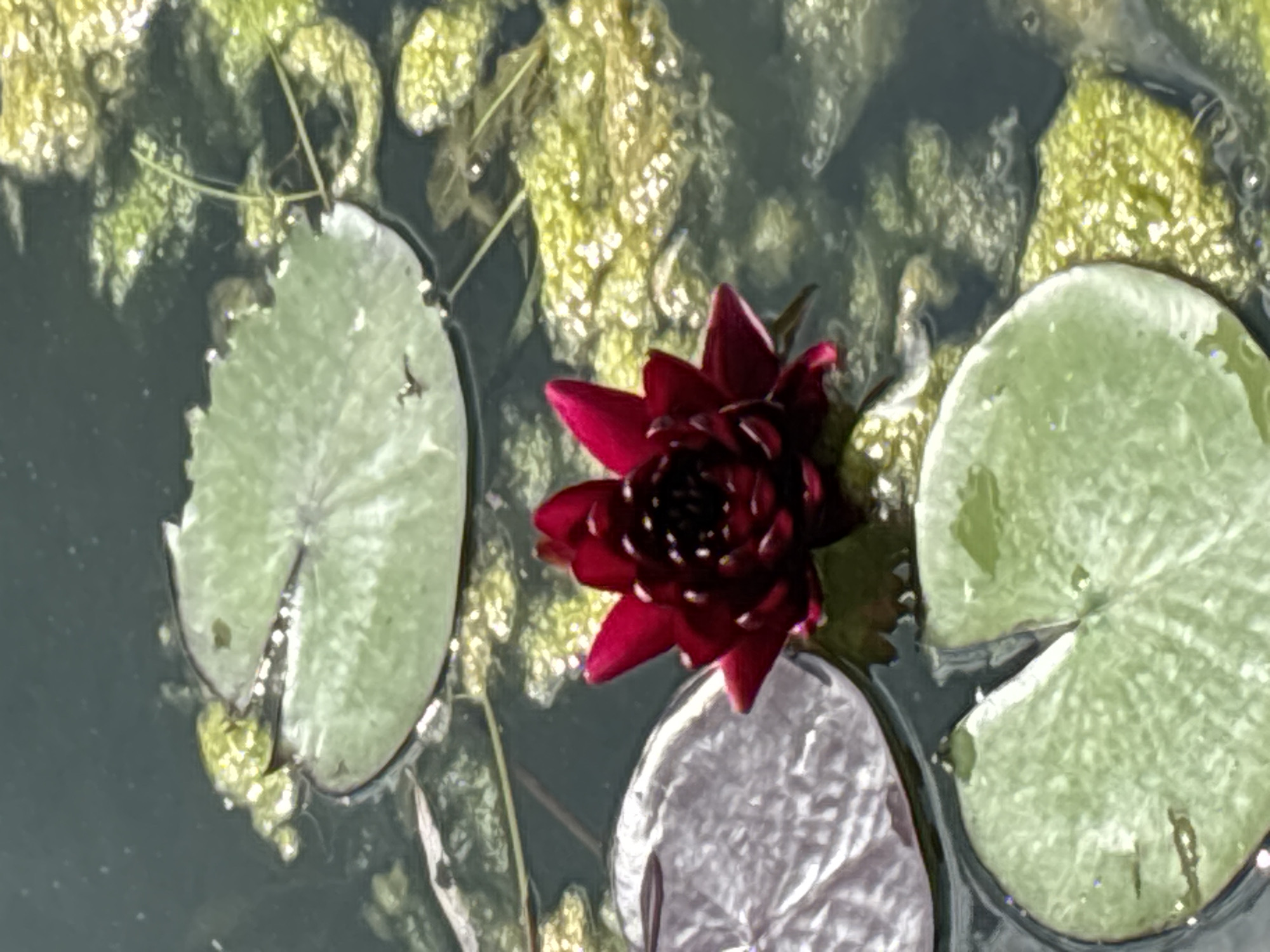 A single, dark red water lily is in full bloom, its petals tightly furled in the center. The flower floats on dark water dotted with lily pads. Some lily pads are a vibrant green, while others are a lighter, almost silvery hue. Patches of green algae or moss are visible scattered across the water's surface. The overall scene suggests a serene pond or water feature. The location is not specified in the image.