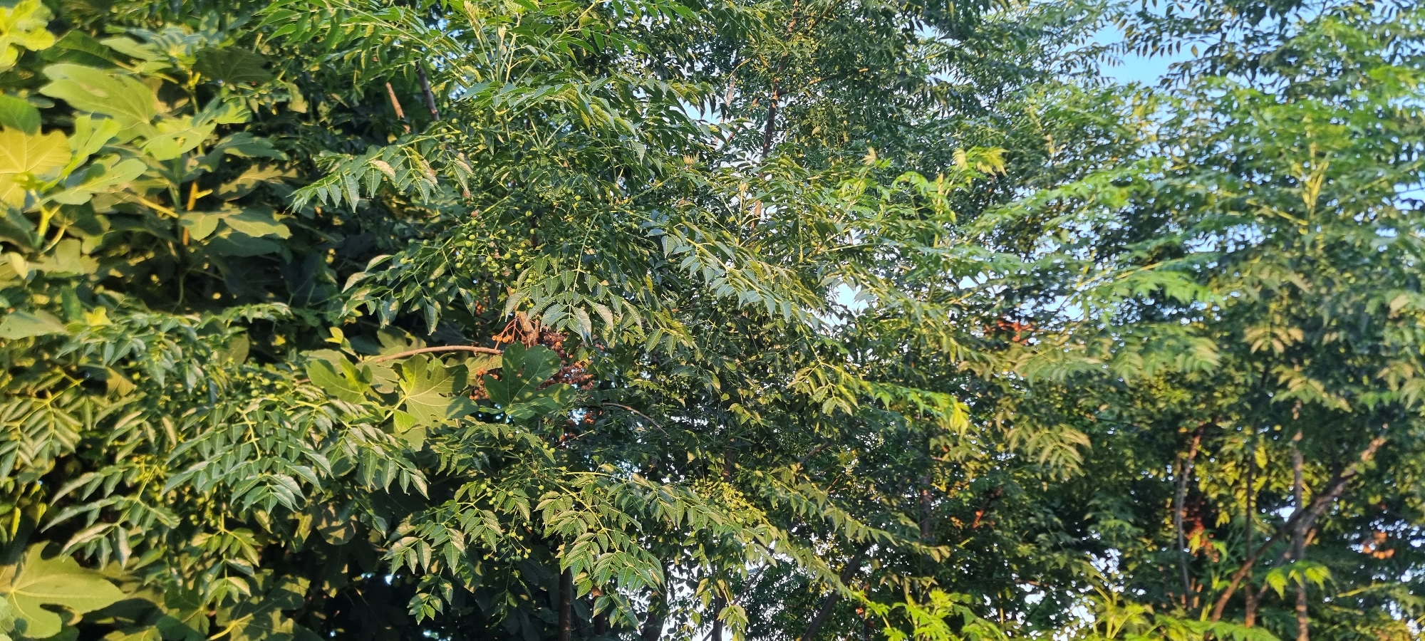 This is a close-up, landscape-oriented photograph of a dense canopy of green trees, with a clear, pale blue sky visible in the upper right corner. The lighting suggests it is late afternoon or early evening, with a warm, golden hue illuminating the foliage. The leaves are varied in shape and texture, with some being broad and lobed, possibly from a fig tree on the left side of the frame, and others being more feathery and compound, characteristic of a neem tree. Small, green, berry-like fruits are visible on some of the branches, and a cluster of darker, dried berries can be seen in the middle-left section of the image. The scene is one of natural abundance and tranquility, with no people or man-made objects visible. The focus is entirely on the lush, overlapping branches and leaves of the trees, creating a sense of depth and texture. The overall impression is one of a peaceful, sun-drenched natural environment.