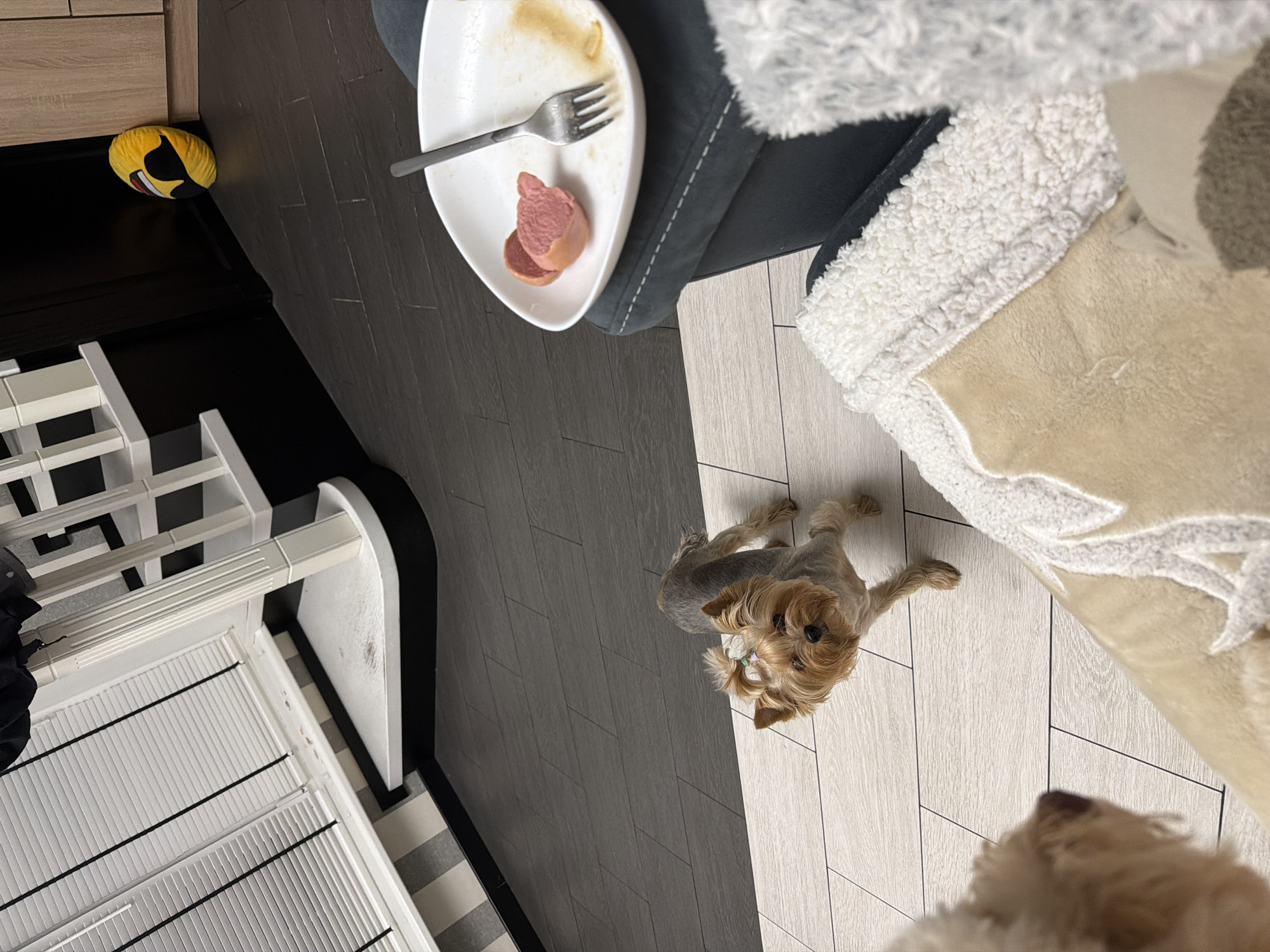 A small Yorkshire Terrier stands on a light-colored tiled floor, facing forward, with its head tilted slightly. The dog has a bow in its hair and appears to be looking at something out of frame. In the background, a dark-colored floor transitions to a light-colored tiled area. To the right, on a dark-colored chair, is a white plate with a fork and two pieces of sliced sausage. In the far background, a yellow spherical object with a black design is leaning against a wooden cabinet. The environment appears to be an indoor setting, possibly a home. The image does not contain any elements that would indicate a specific location in Bila Tserkva, Ukraine.