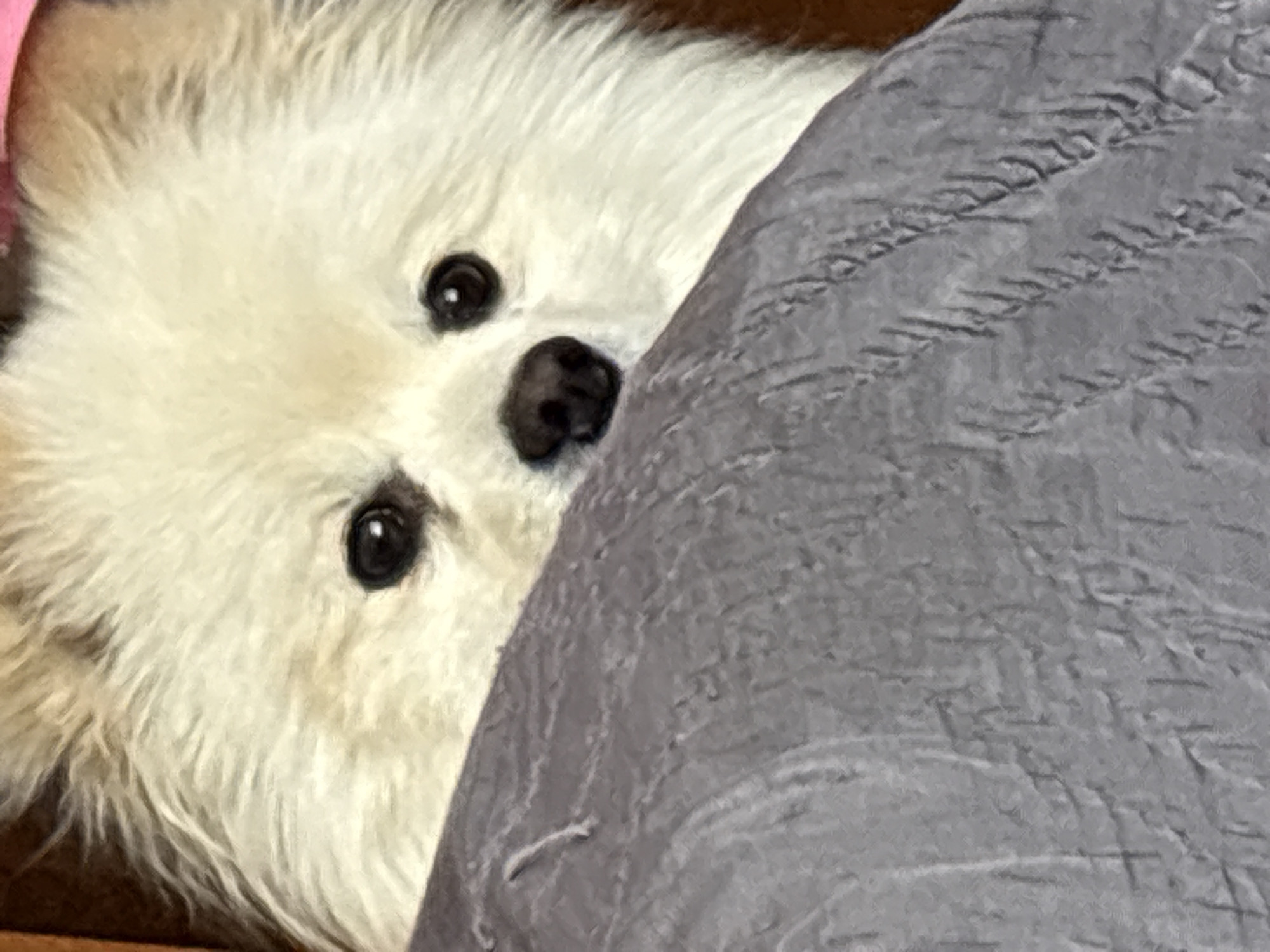 A white, fluffy dog with dark eyes and a black nose peeks out from behind a gray, textured blanket. The dog's face is partially obscured by the blanket, but its eyes and nose are clearly visible. The background is out of focus. The location is not evident from the image.