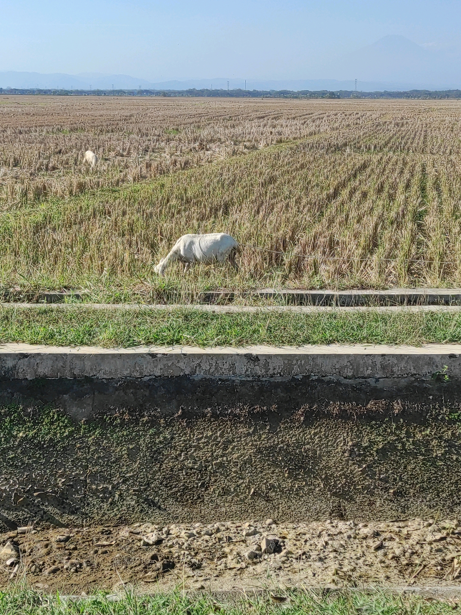 A white sheep grazes in a harvested rice field under a clear blue sky in Pulutan, Indonesia. The field is characterized by rows of dry straw stubble. A concrete irrigation ditch runs horizontally across the middle of the frame, separating the field from a textured, earthy embankment below. In the distance, faint mountain ranges and wind turbines are visible on the horizon.