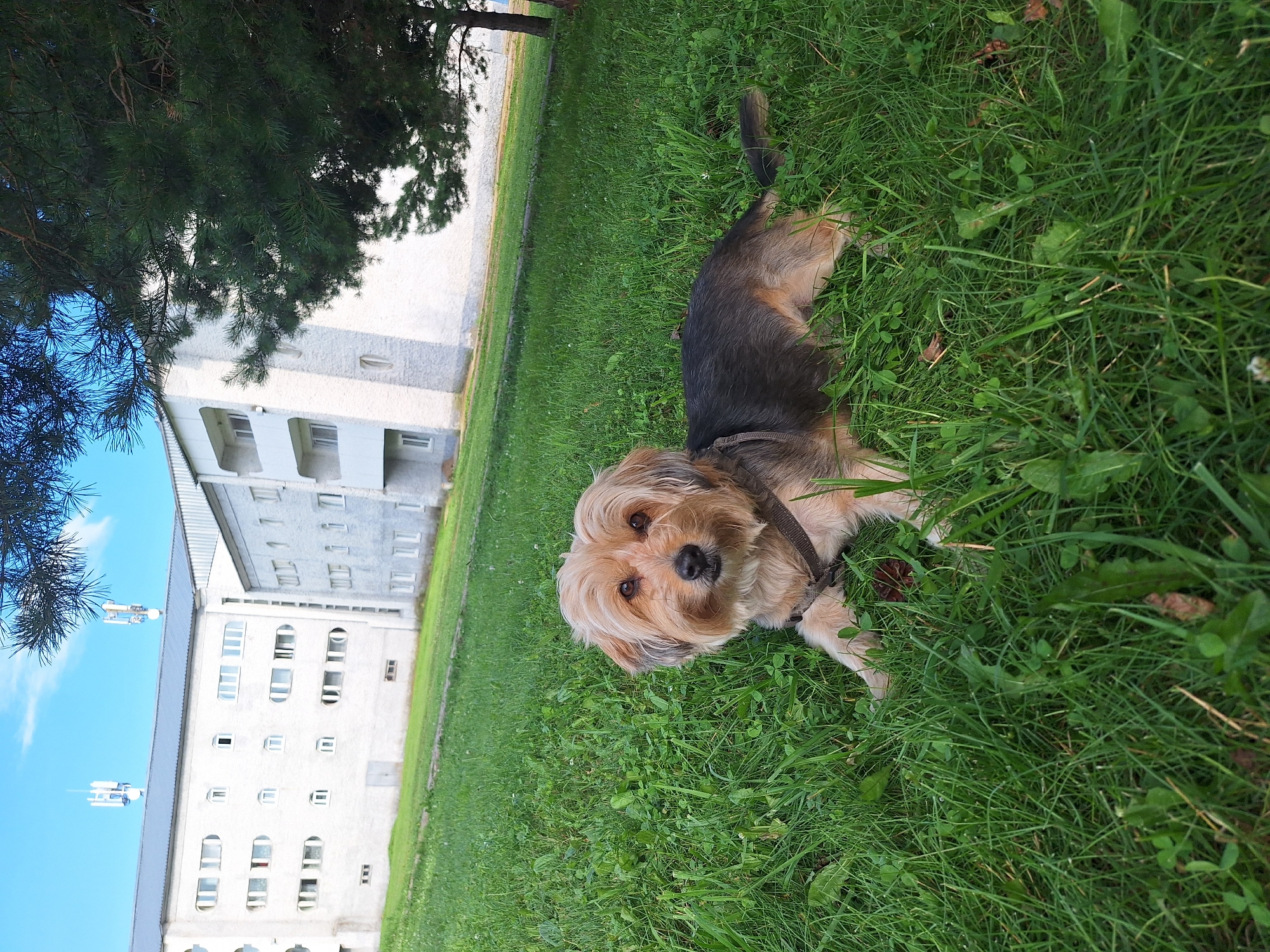 A medium shot photo captures a small, tan and grey dog lying on a patch of green grass in front of a multi-story apartment building. The dog is facing the camera, with its head tilted slightly. The building in the background is light-colored, with many windows and several cellular antennas on its roof. A tall pine tree is visible on the right side of the image, with its branches partially obscuring the building. The sky is blue with a few white clouds. The scene is outdoors in a grassy area, possibly a yard or park, near an urban dwelling. The specific location is Атамановка, Russia.