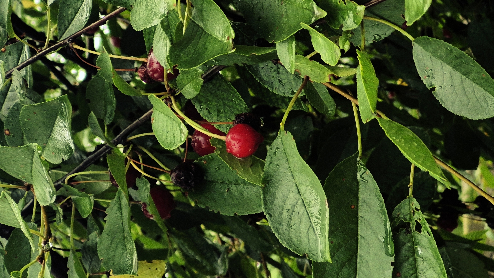 A close-up, vertical shot captures a cluster of ripe cherries on a branch, surrounded by lush green leaves. The cherries, varying in color from deep red to almost black, are adorned with water droplets, suggesting recent rain. The leaves, also wet, display a rich, deep green hue and some show signs of minor damage, such as small holes. The branches are slender and brown. The scene appears to be in a natural outdoor setting, possibly a garden or orchard, given the presence of fruit-bearing trees. The overall lighting suggests an overcast day.
