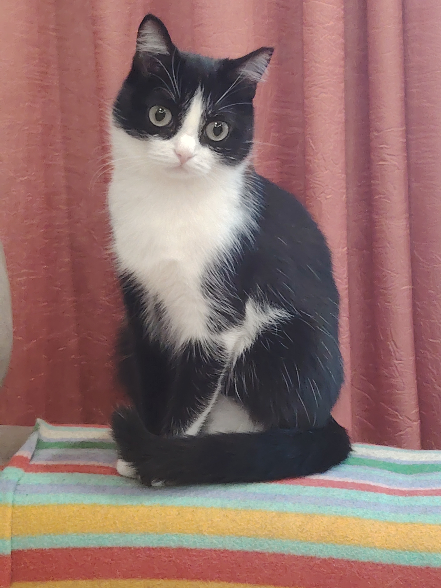A black and white cat is sitting on a striped blanket. The cat is facing forward with its body turned slightly to its left. Its eyes are wide open and looking at the camera. The cat's tail is curled around its body. The blanket has stripes of red, orange, yellow, green, and blue. Behind the cat is a pink curtain. The background is out of focus.