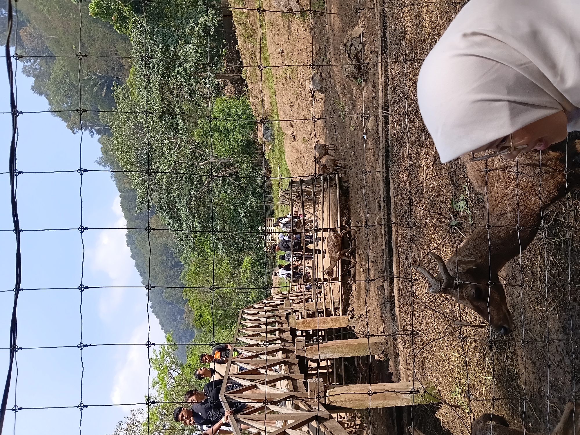 In Ciburial, Indonesia, a park or zoo features a wooden pedestrian bridge over a dry dirt enclosure populated by deer. Several people stand on and near the bridge, observing the deer. A woman in a white hijab is visible in the foreground, looking towards a deer in the enclosure. The background consists of lush green trees and a hillside. The scene is framed by a black wire fence.