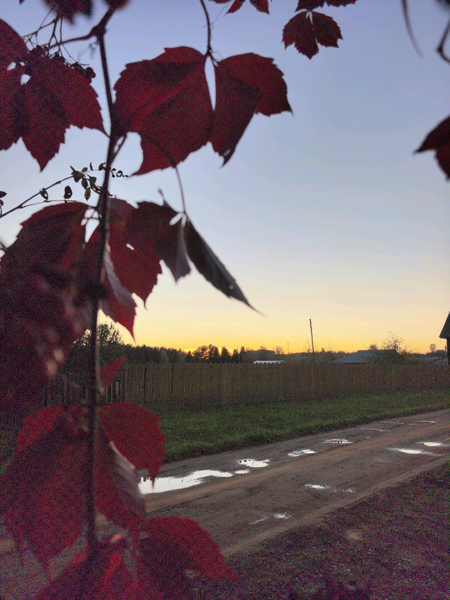 This is a medium shot, eye-level, vertical outdoor photograph taken at dusk in Shabury, Russia. In the foreground, a branch with several large, dark red leaves is blurred and close to the camera. The leaves are distinctively lobed. Behind the foliage, the sky transitions from a pale blue at the top to a warm yellow-orange hue near the horizon, indicating sunset or sunrise. A dark, dense line of trees runs horizontally across the middle ground, separating the sky from the lower portion of the image. A simple wooden fence is visible behind the trees. To the right, a dark, sloped roof of a building is partially visible against the sky. The ground in the foreground is a dirt road with several puddles reflecting the sky. The overall atmosphere is serene and rural.