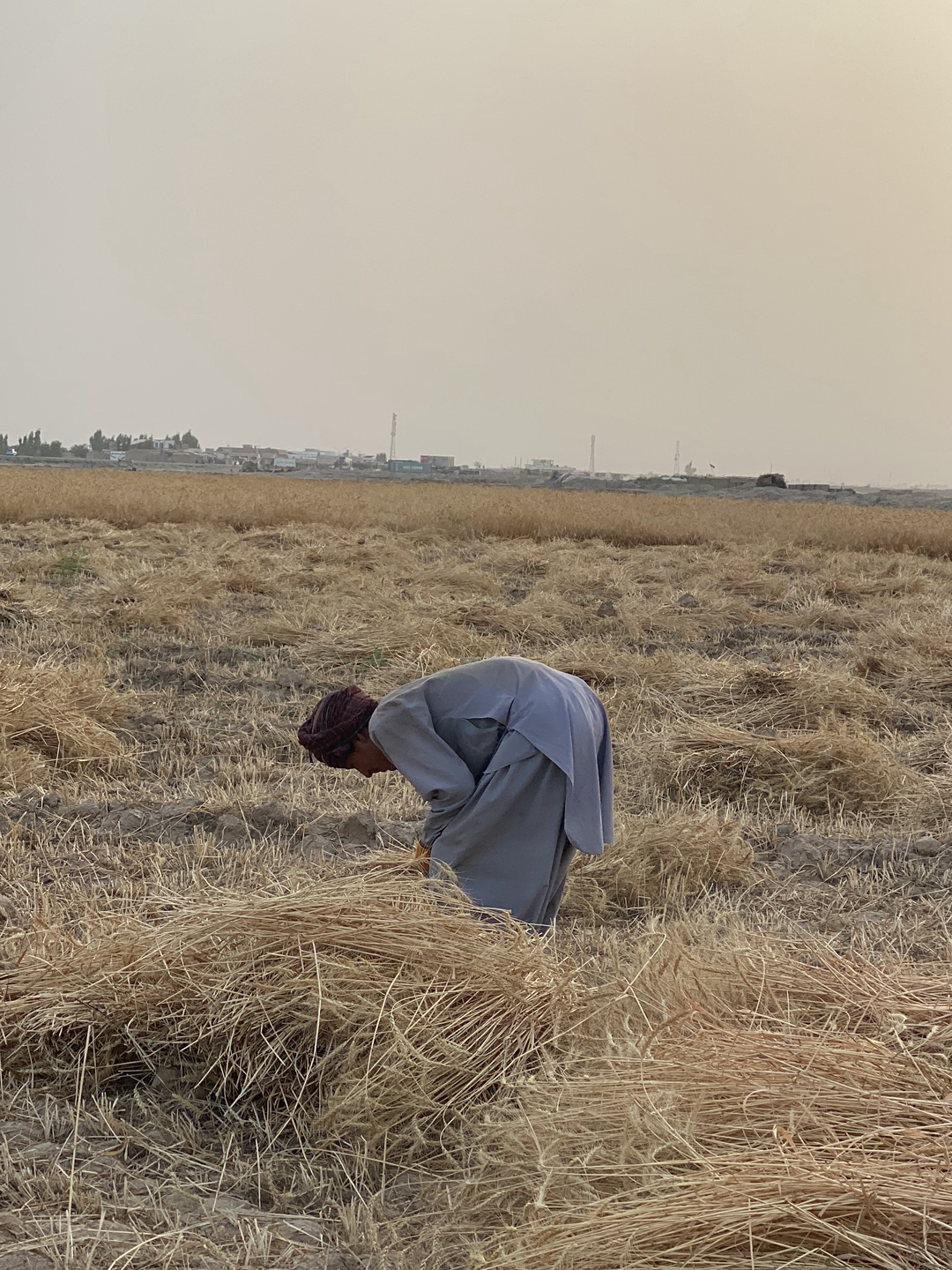 A man in traditional garb works in a field of harvested wheat near Alaqadari Daman, Afghanistan. He is bent over, gathering stalks of wheat. The field stretches towards a distant horizon marked by buildings and utility poles. The sky is hazy.