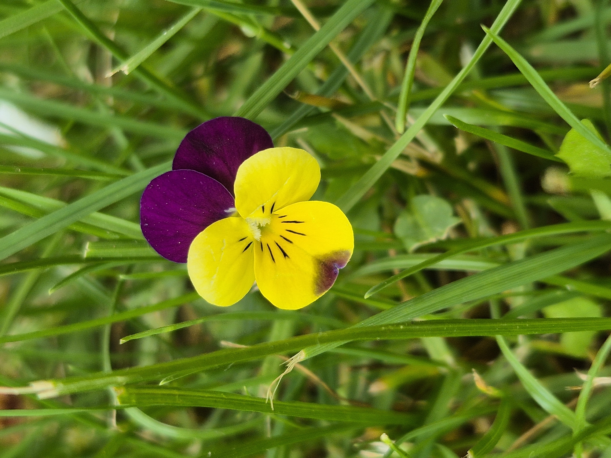 A close-up, eye-level shot reveals a violet flower amidst a patch of green grass. The flower exhibits a bi-colored pattern; two of its petals are deep purple, while the remaining three are bright yellow. Black streaks are visible on the yellow petals near the flower's center. The surrounding green grass provides a natural, textured backdrop for the flower. The location is Unknown, Unknown.