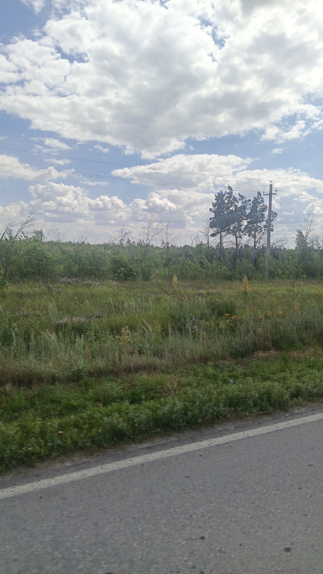 This is a photograph taken from a moving vehicle on a sunny day, showing a rural landscape. The foreground features a portion of an asphalt road with a white line marking the edge. Beyond the road is a grassy field dotted with wildflowers. In the middle ground, there is a dense growth of green bushes and trees. Further back, a cluster of pine trees stands near a utility pole and power lines, set against a backdrop of a bright blue sky filled with fluffy white clouds. The scene appears to be located in or near Rybushka, Russia.
