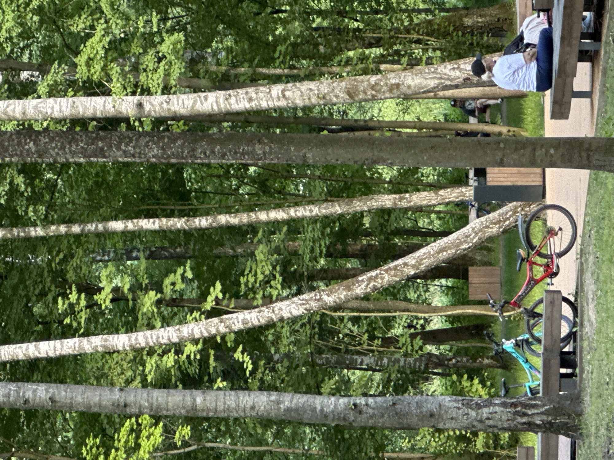 In Pelikhovo, Russia, a park scene unfolds with a dense canopy of trees, creating a dappled light effect on the forest floor. In the foreground, a light blue bicycle and a red bicycle are parked beside a wooden bench. Further back, two individuals are seated on a bench, facing away from the viewer, partially obscured by trees. Another person is seated on a bench in the right foreground, wearing a white t-shirt and dark pants, with their back to the camera. A trash receptacle with wooden accents stands near the cyclists. The environment suggests a recreational area within a wooded setting.