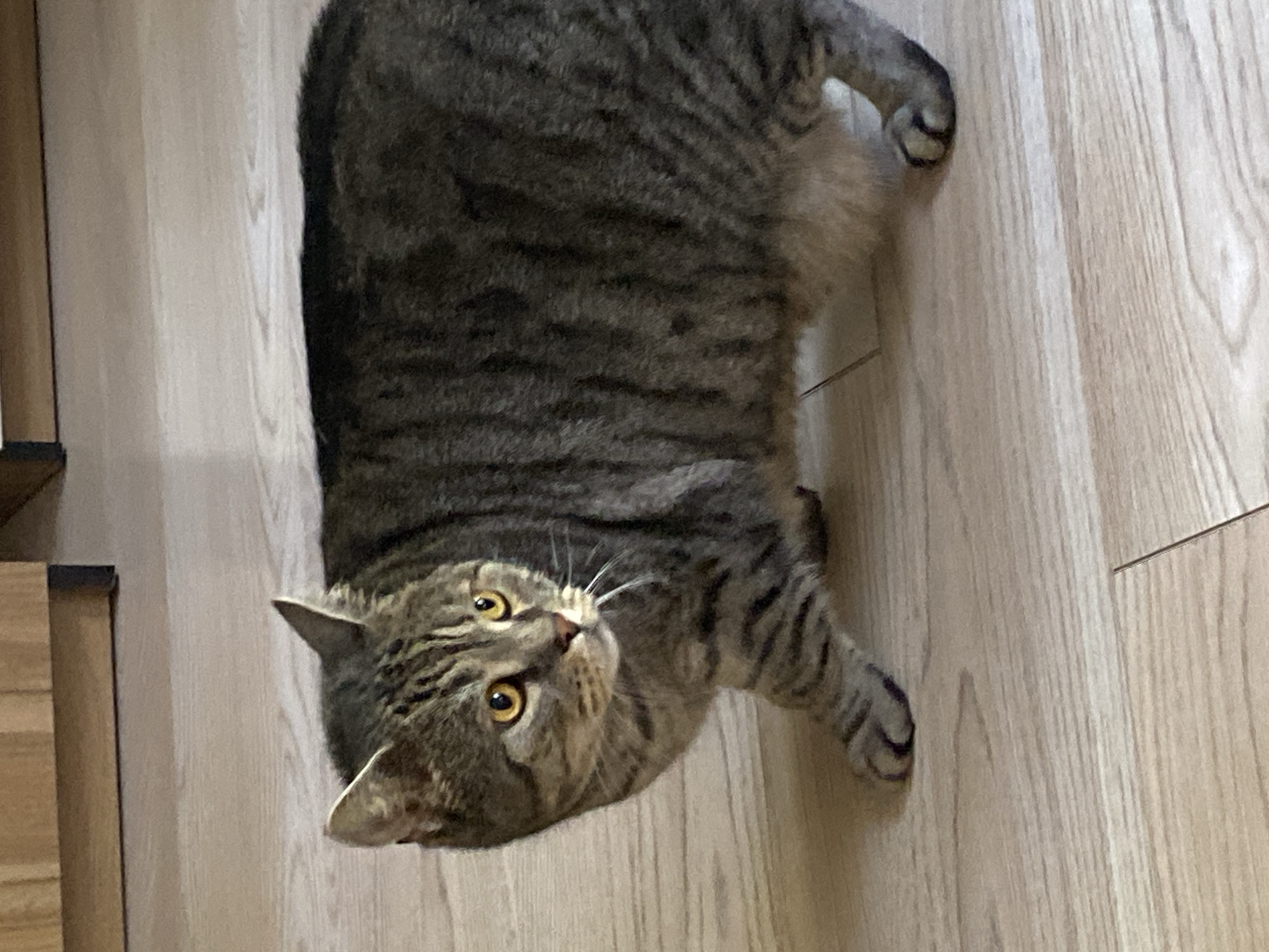 A tabby cat with yellow eyes is captured in a medium shot, standing on a light-colored wooden floor. The cat is facing left, with its body slightly turned towards the viewer. Its fur exhibits a classic tabby pattern of dark stripes on a lighter brown background. The cat's left front paw is extended forward, mid-step. The background shows a hint of wooden cabinetry. The image is static and does not depict any specific location within the city of Kaliningrad, Russia.
