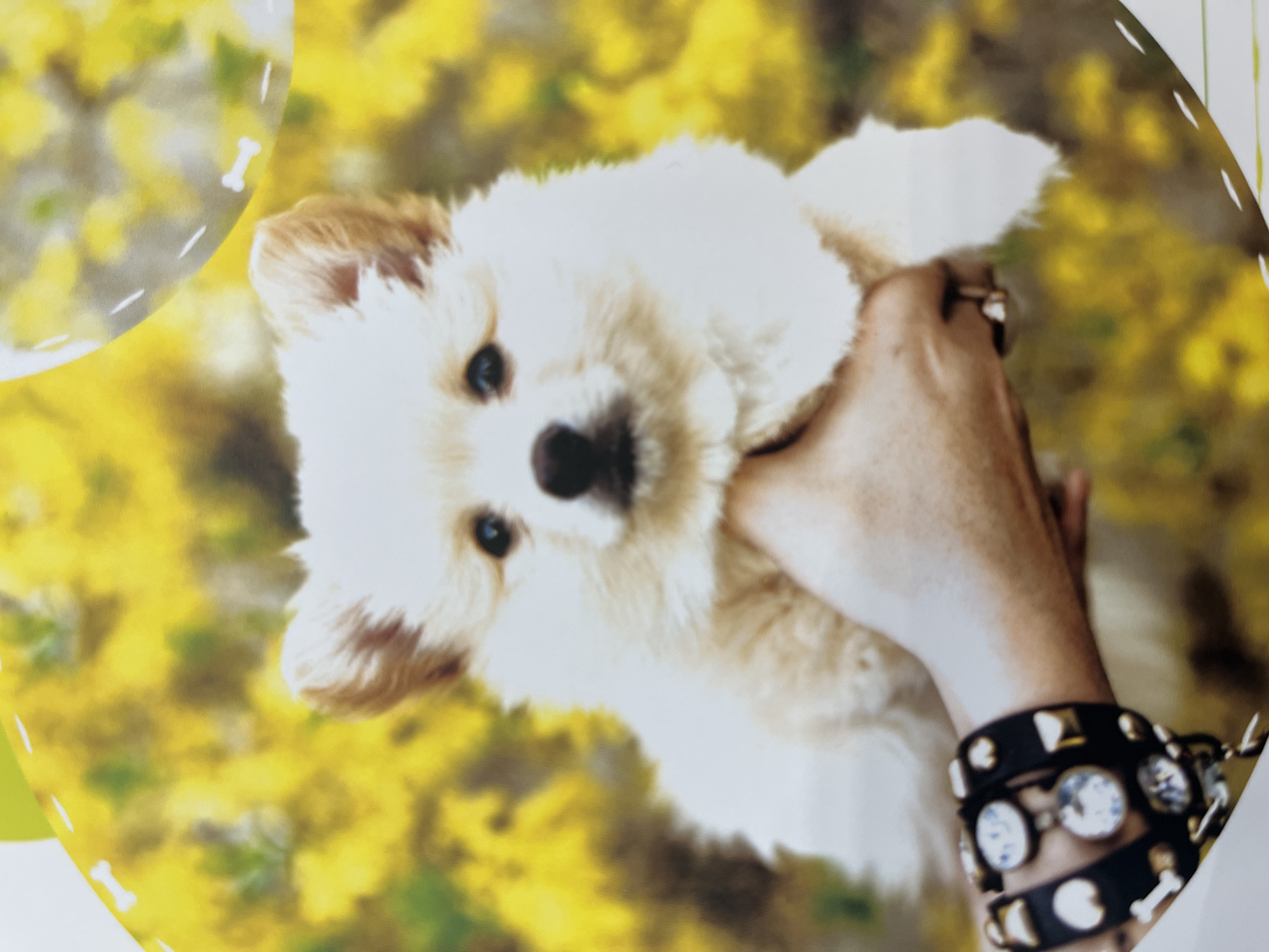 The image shows a close-up of a light-colored puppy being held in a person's hand. The puppy has dark eyes and a dark nose, and its fur appears fluffy. The background is a blur of yellow and green, suggesting flowers or foliage. The person's hand is adorned with a black bracelet featuring several charms, including what appear to be small hearts, studs, and dog bone shapes. The image does not contain any information about the city of Kharkiv, Ukraine.