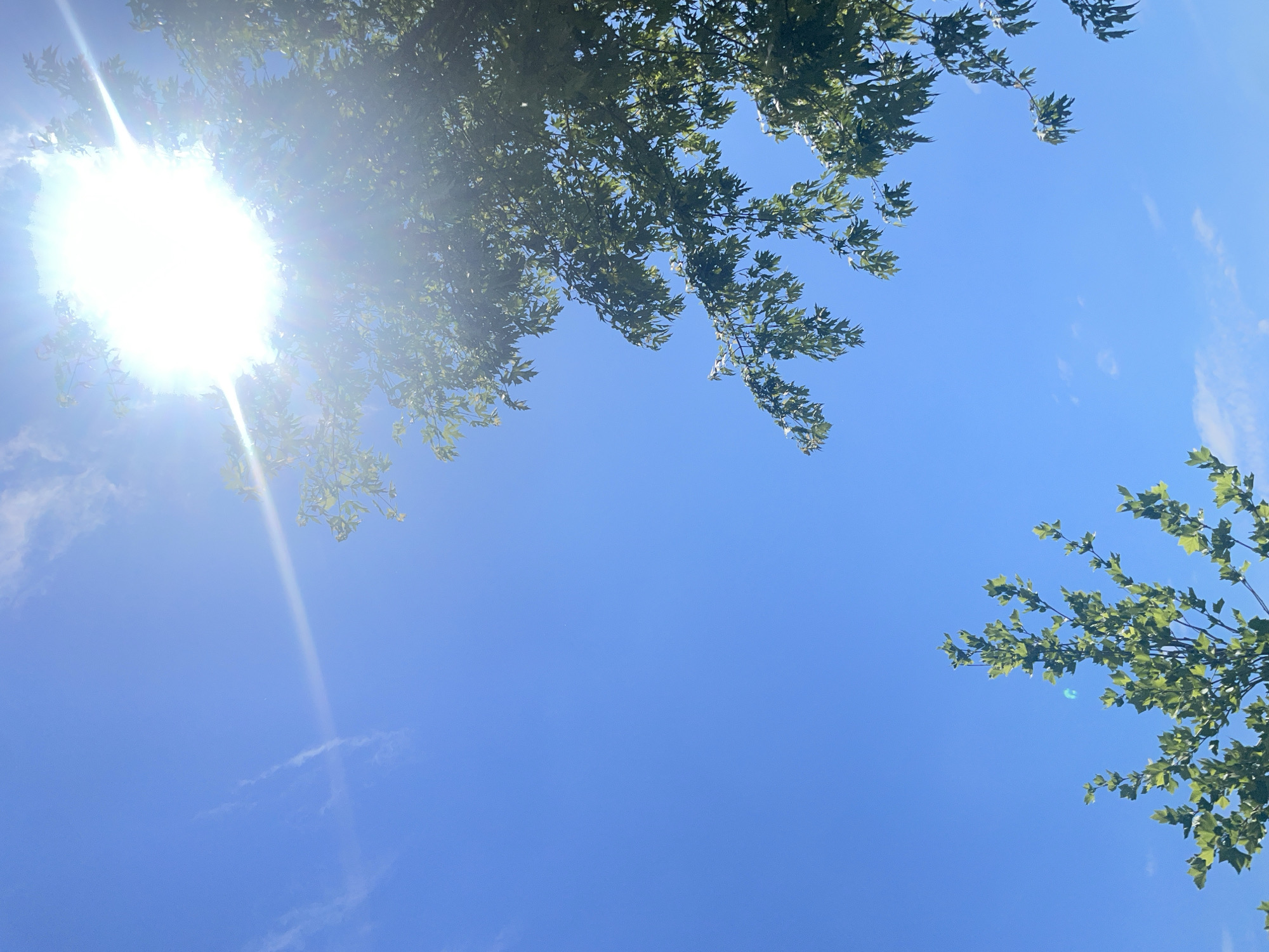 This is a photograph of a bright sunny sky with a few wispy clouds. The sun is shining intensely in the upper right corner of the image, creating a lens flare. The branches and green leaves of trees are visible in the upper right and lower left quadrants of the image, silhouetted against the blue sky. There is no indication of the city of Kyiv, Ukraine. The image is a still shot with no action or interaction depicted.
