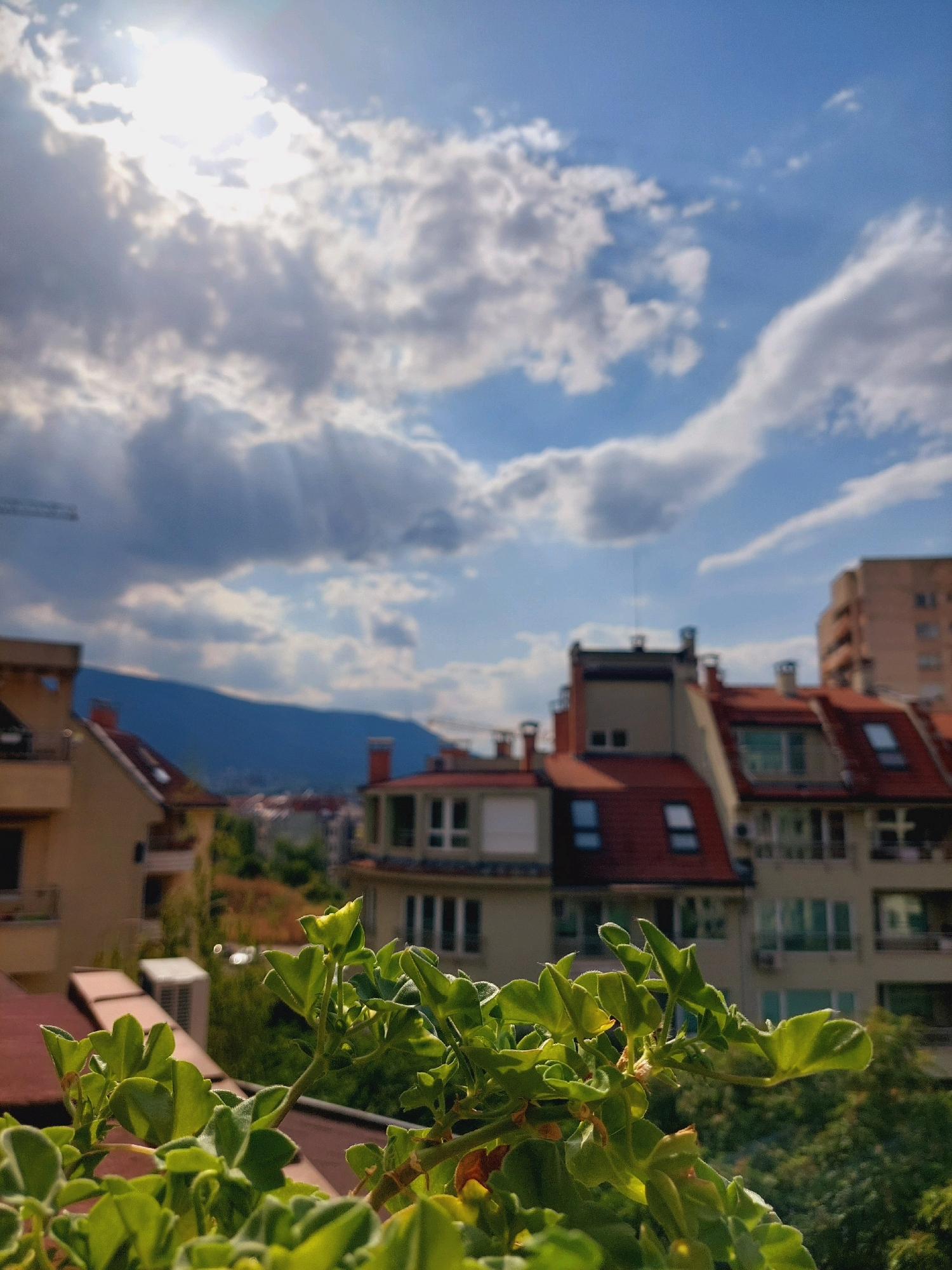 The image depicts a view from a balcony or rooftop in Sofia, Bulgaria, overlooking a residential area. In the foreground, lush green foliage, possibly a potted plant, occupies the lower portion of the frame, its leaves catching the sunlight. Beyond the greenery, the scene opens up to reveal a cityscape with buildings characterized by terracotta-tiled roofs, dormer windows, and balconies. A taller, more modern apartment building is visible to the right. In the middle ground, a mountain range forms a distant backdrop against a sky filled with dramatic, sun-drenched clouds. The sun itself is a bright, overexposed source of light in the upper left quadrant. The overall impression is one of a bright, possibly warm, day in an urban environment with natural elements. There are no people visible in the image.