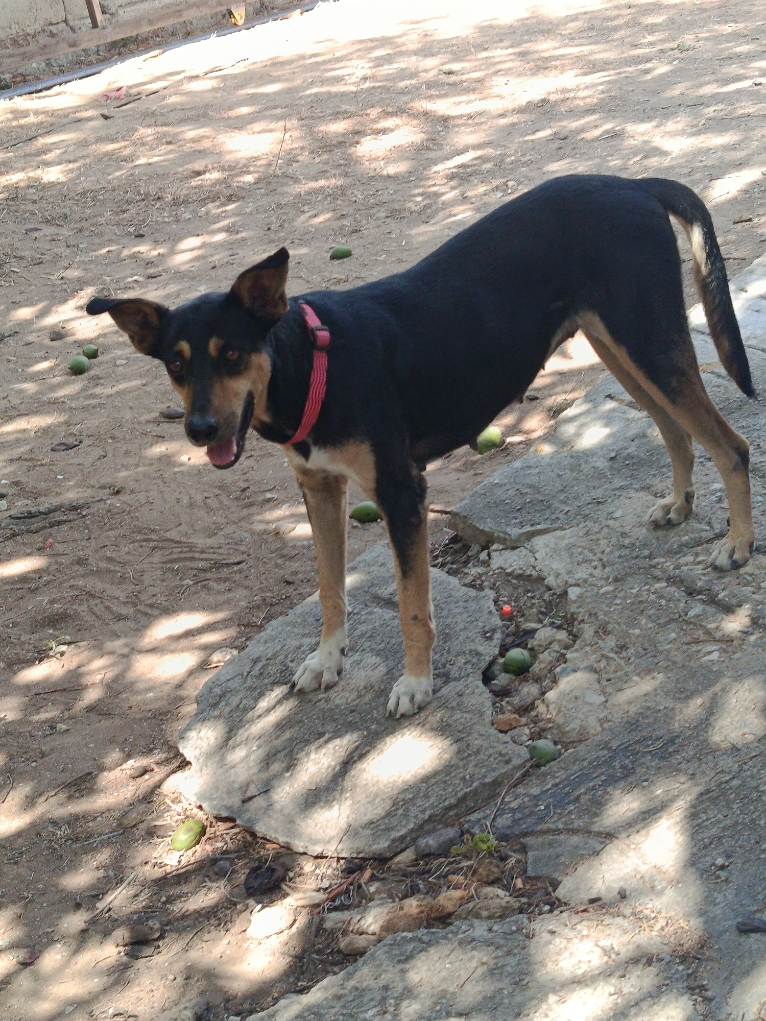 A medium-sized, short-haired dog with black and tan coloring stands on a cracked, gray concrete surface. The dog wears a pink collar and appears to be panting. The surrounding environment is a dirt and gravel area, partially shaded by trees or foliage. Several small, green, oblong objects are scattered on the ground. The location is likely outdoors and in a somewhat unkempt area, potentially in Juan Griego, Venezuela.