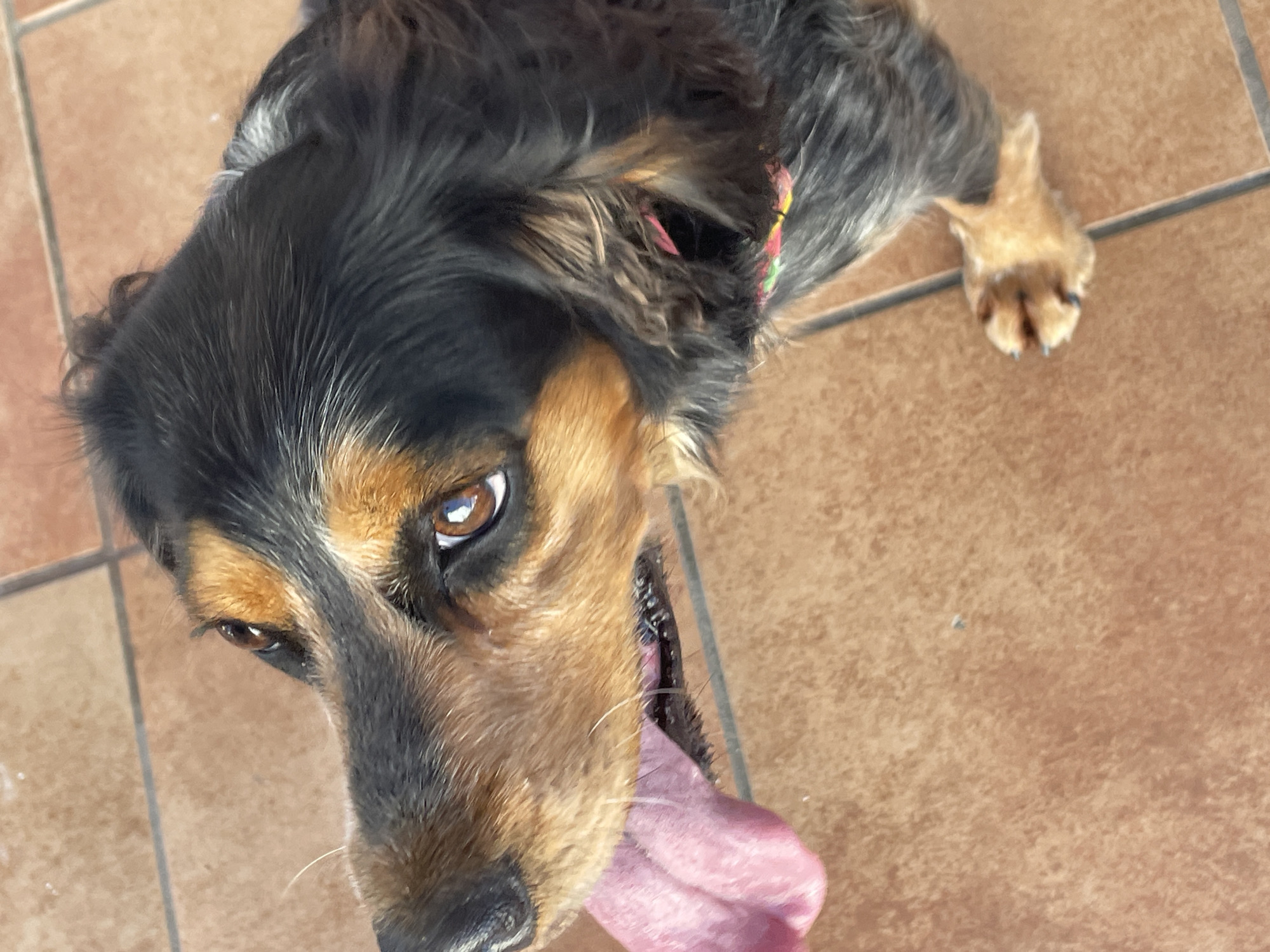 The image shows a close-up, overhead shot of a dog's head and paw. The dog has black and tan fur, with expressive brown eyes and a pink tongue lolling out. It appears to be panting, possibly from exertion or heat. The dog is wearing a colorful collar with pink, yellow, and green accents. Its paw, visible at the bottom right, is light tan with dark nails. The dog is resting on a tiled floor, which has a terracotta color and grout lines.
The image is from Rostov-on-Don, Russia. There are no people or other animals visible in the frame. The environment appears to be an indoor setting with natural lighting.