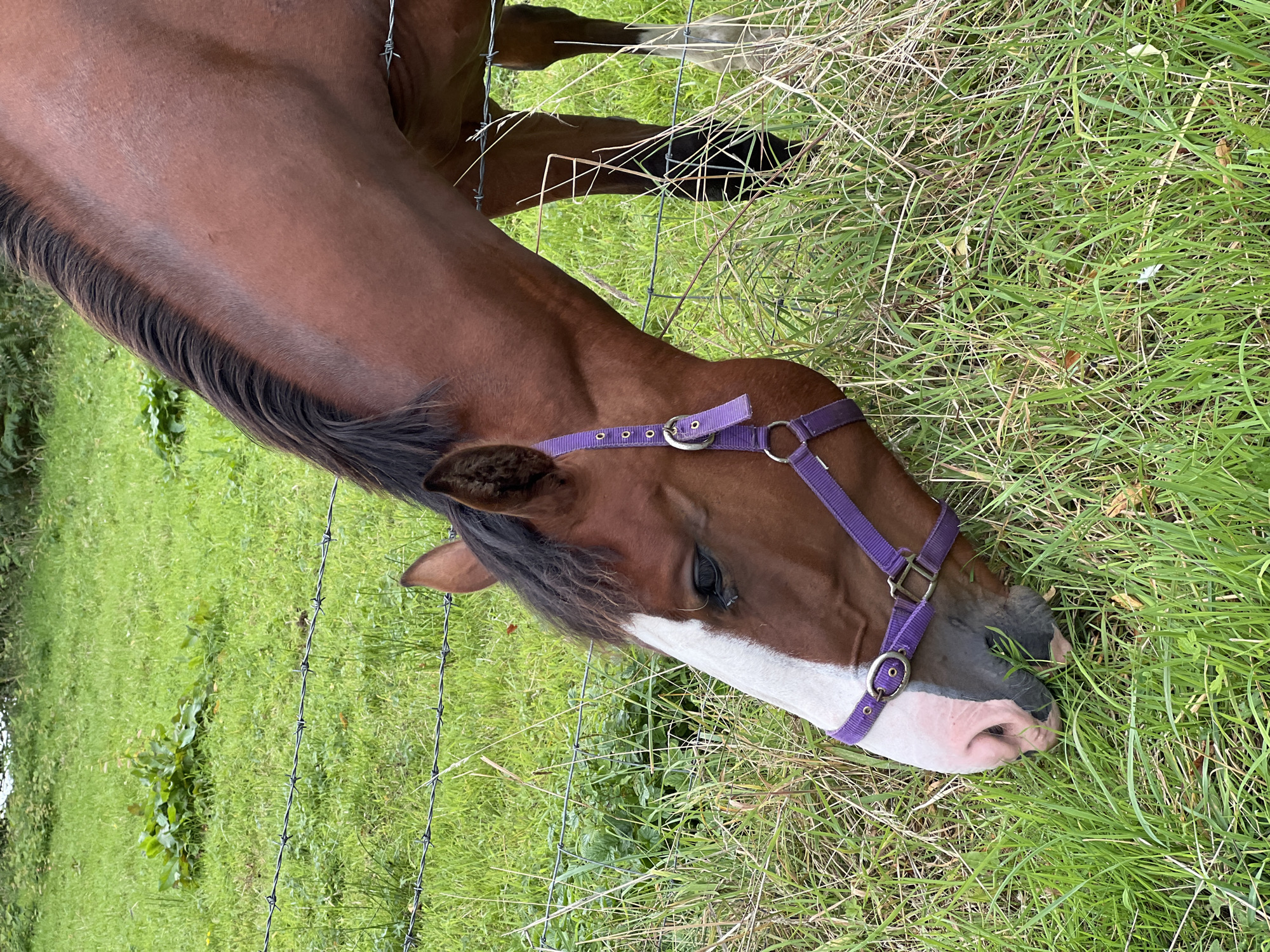 An outdoor, eye-level, medium shot captures a brown horse wearing a purple halter grazing in a grassy field. The horse's head is lowered, with its muzzle in the grass. The horse has a white blaze on its face. A barbed-wire fence runs horizontally across the middle of the frame, separating the horse from the viewer. The background consists of a green field with some plants and foliage, suggesting a rural or park-like setting. The lighting appears to be natural daylight. The image was taken in Mountcharles, Ireland.