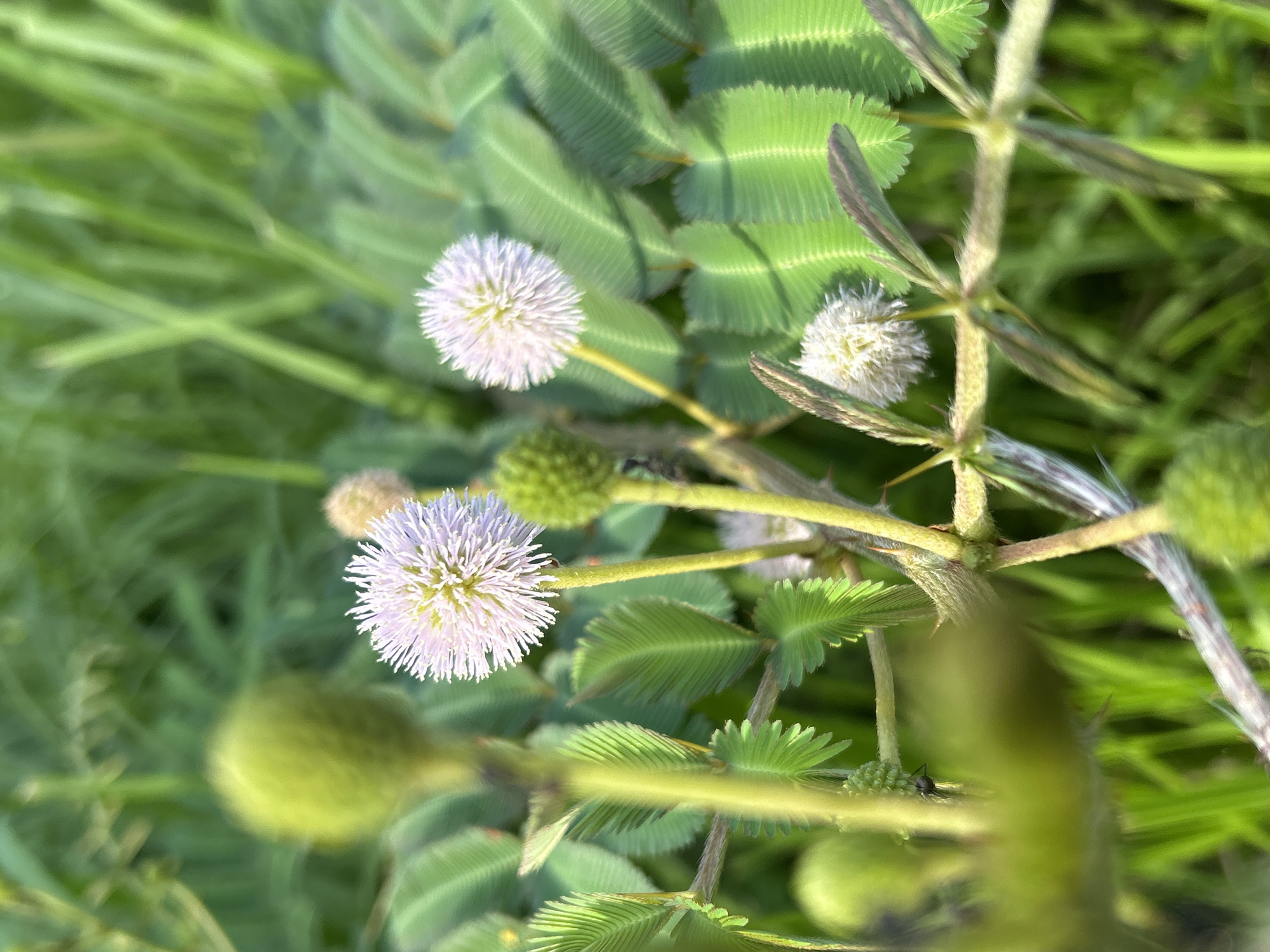 This close-up shot depicts a flowering plant with spherical, puffball-like blooms exhibiting pale lavender to white hues. The plant's stem is visible, displaying a textured, hairy surface, along with sharply-edged leaves that are deeply and linearly divided. The plant also features green, unripe seed pods. The image is shot in the city of Lhokseumawe, Indonesia.