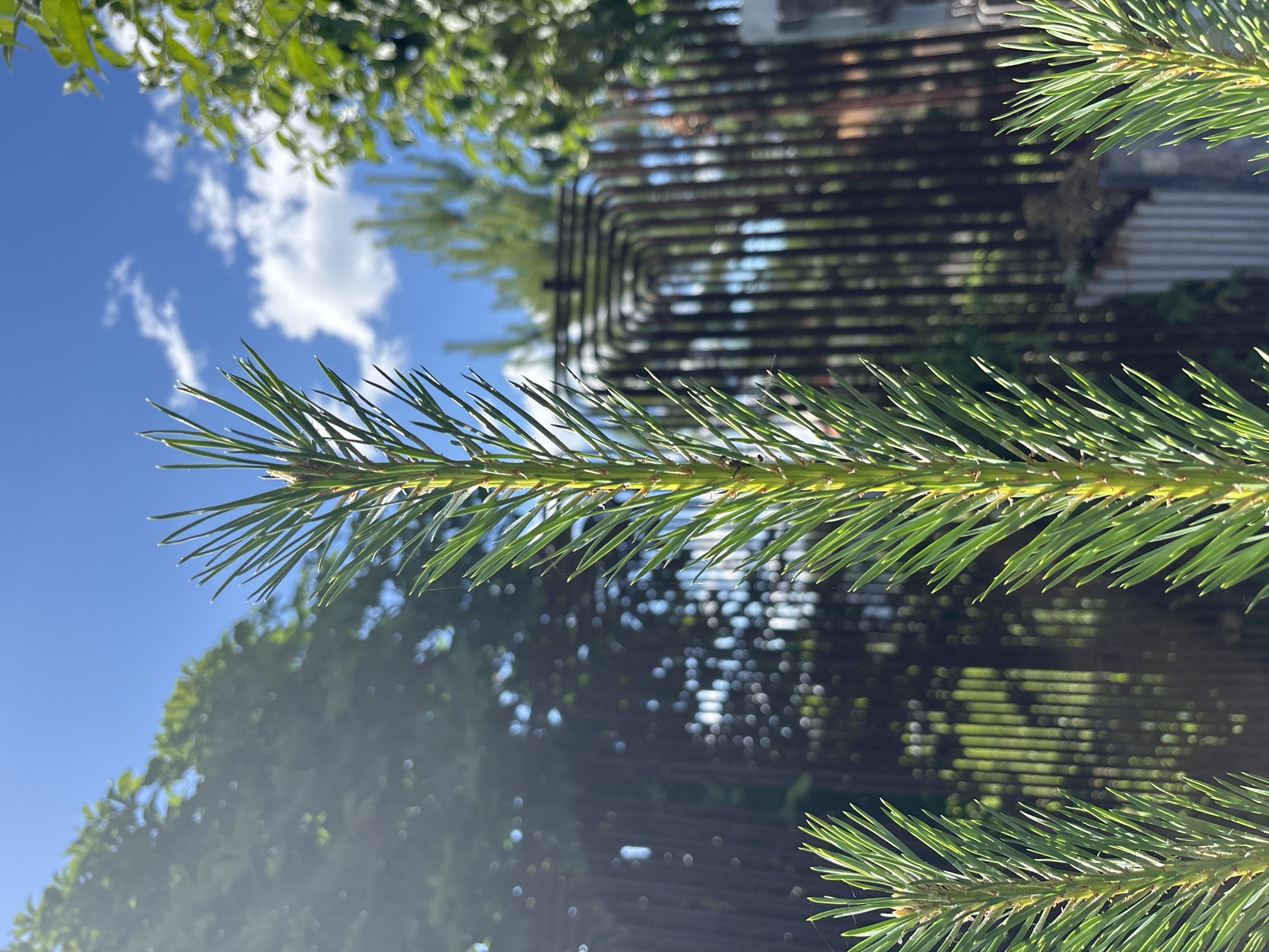 The image shows a close-up of a pine branch with green needles against a bright blue sky with scattered white clouds. In the background, there is a blurred view of trees, a dark metal fence with a repeating rounded pattern, and a corrugated metal structure. The lighting suggests it is daytime, likely sunny. The scene appears to be outdoors in a garden or backyard setting. There are no people or animals visible in the image. The location is specified as Vsevolodovo, Russia.