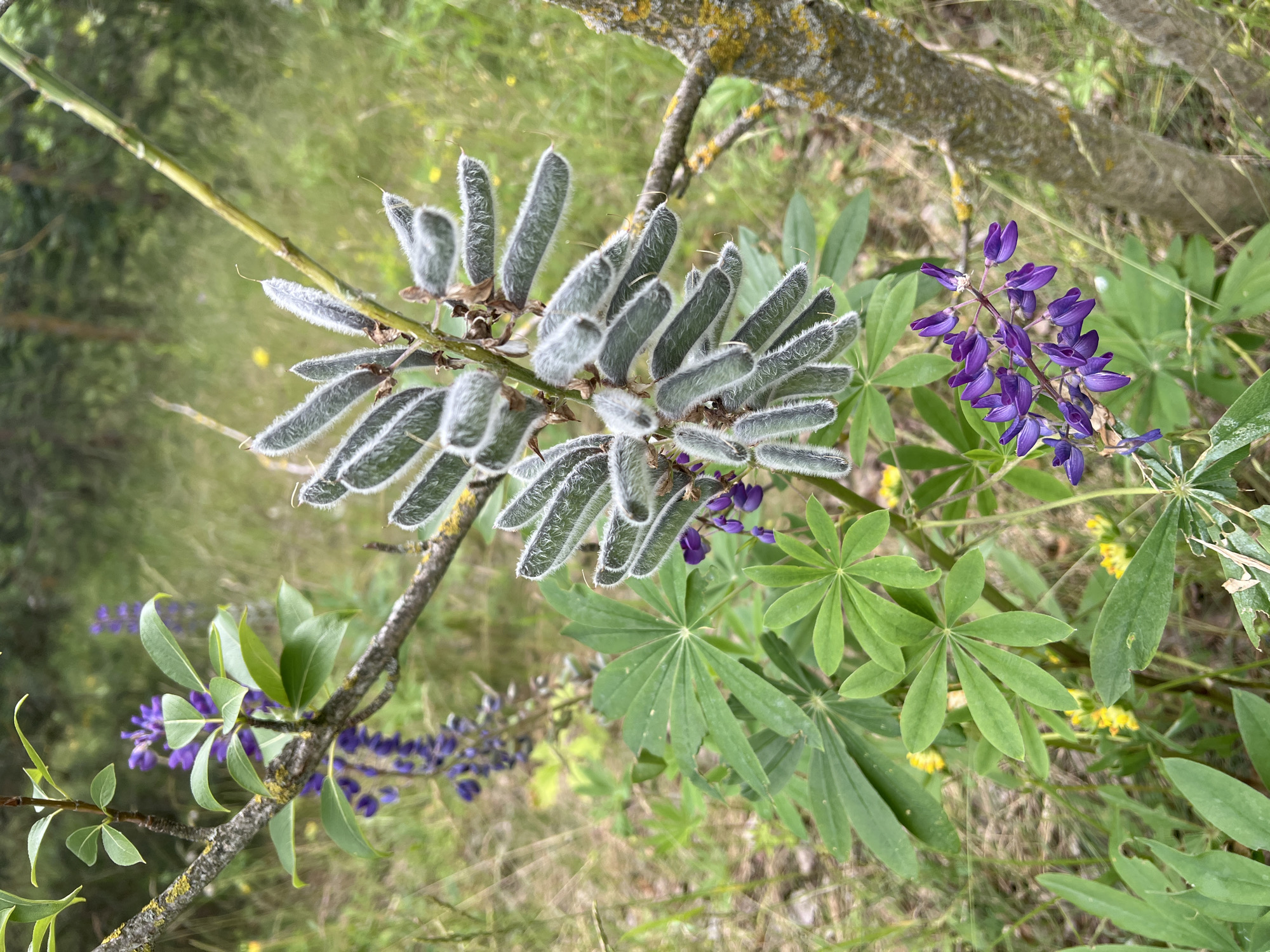A cluster of lupine seed pods, fuzzy and light green, hangs from a thin branch in the foreground. Below them, a spike of purple lupine flowers is in bloom. To the left, more purple lupine flowers are visible in the background, along with large green lupine leaves and small yellow wildflowers. A rough, grey-brown tree trunk with patches of yellow lichen is on the right side of the frame. The scene is set in a natural, outdoor environment with a blurred background of grass and trees, suggesting a park or a woodland area in Minsk, Belarus.