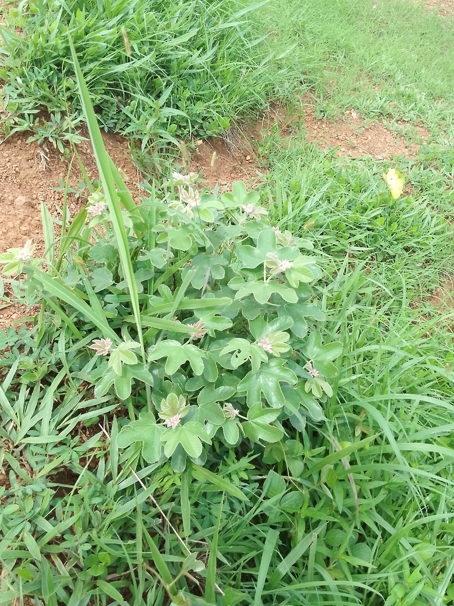 The image depicts a dense, verdant patch of vegetation. A low-growing plant with distinctive palmate leaves, some with small pink flowers, is the central subject. It is surrounded by a variety of grasses, some tall and blade-like, others shorter and bushier. The ground beneath the foliage appears to be reddish-brown soil, indicative of a dry or arid climate. In the background, to the right of the central plant, a single yellow leaf is visible amidst the green. The overall scene suggests an outdoor natural environment, possibly a field or uncultivated area. There are no people or man-made structures visible. The location in Serti, Nigeria, suggests this could be a rural or semi-rural landscape.