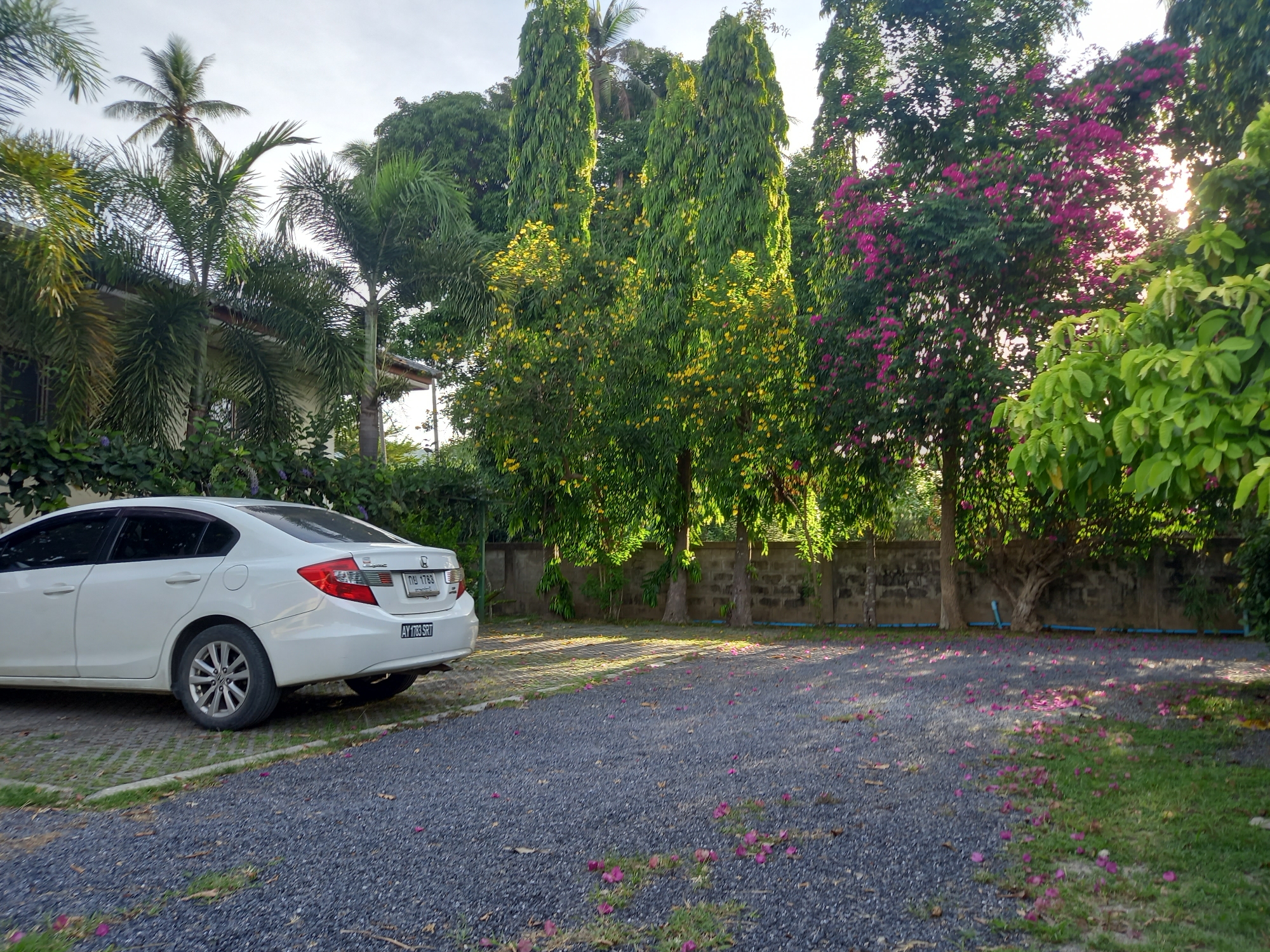 In Baan Mae Nam, Thailand, a white sedan is parked on a gravel driveway. The car is facing away from the viewer, with its rear on the right side of the frame. The driveway is surrounded by lush greenery, including palm trees, tall green trees with yellow flowers, and trees with vibrant pink bougainvillea. A concrete wall runs along the background, separating the property from the surrounding vegetation. The sun is shining, casting shadows and highlighting the foliage. The scene appears to be a peaceful and tranquil residential or resort setting.