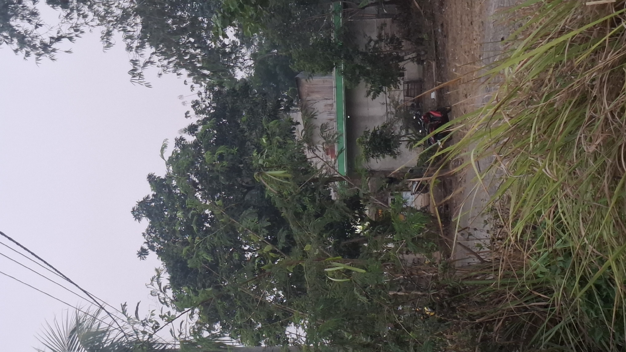 The image captures a street scene in Cibinong Hilir, Indonesia, likely during the day given the natural light. In the foreground, tall, dry grass with some green stalks dominates the lower half of the frame, partially obscuring a dirt path or road. Behind the grass, a large tree with numerous leaves and several long, green seed pods is prominently featured. To the right of this tree, a building with a light-colored, possibly concrete or stucco, exterior is visible. This building has a prominent green band running horizontally along its upper section, and a rusty metal roof section. Further back, more trees and foliage are present, with their leaves appearing dense and dark green. On the dirt road, two red motorcycles are parked or stopped. One is closer to the foreground on the left, and the other is further back on the right. The sky above is overcast and appears bright, suggesting a hazy or cloudy day. Overhead power lines are visible in the upper left portion of the image.
