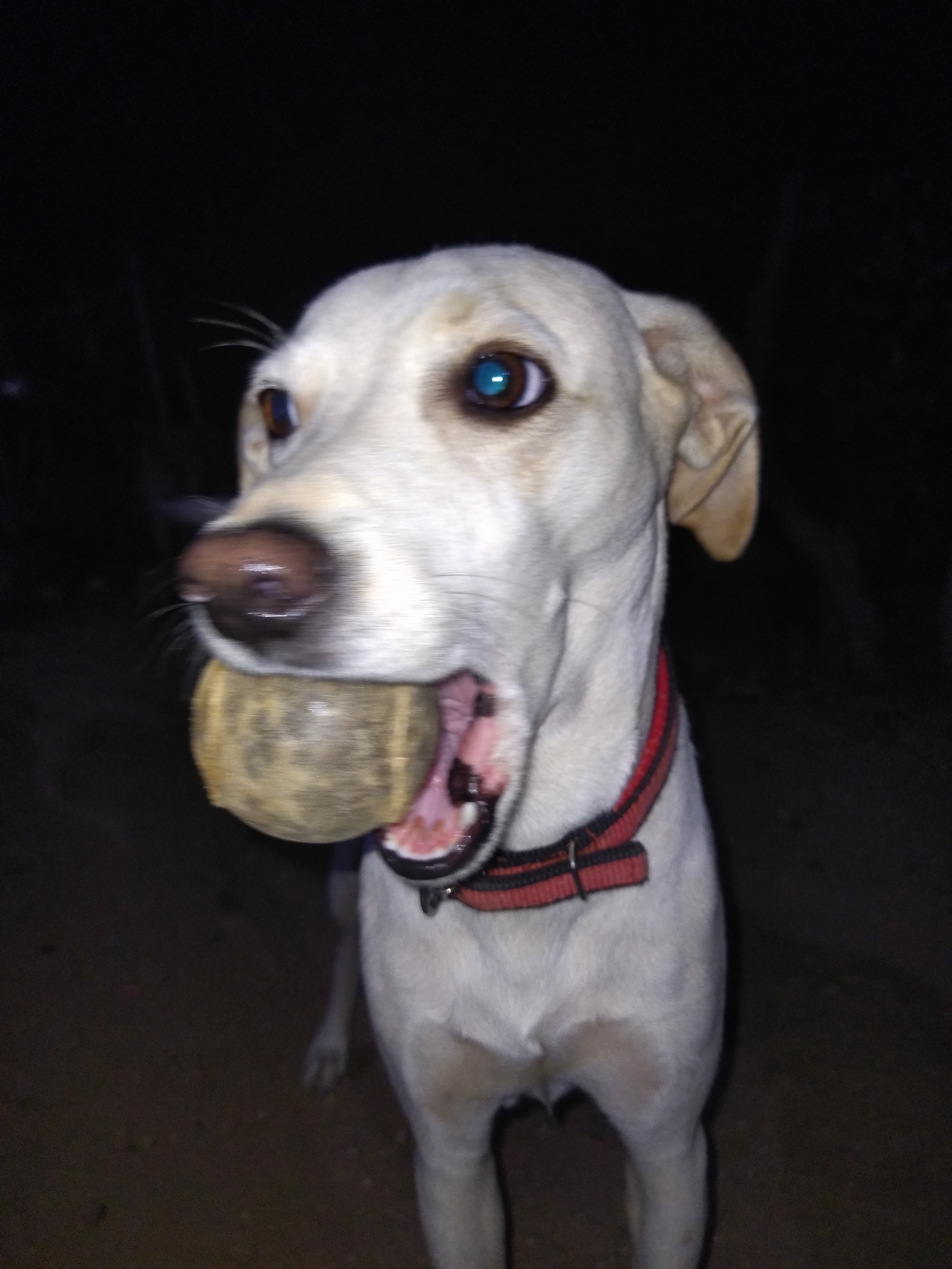 A light-colored dog, likely cream or pale yellow, is depicted at night in Tinaquillo, Venezuela. The canine subject stands upright, facing the camera, with a worn, light brown spherical object resembling a ball held within its open mouth. It wears a red collar with black horizontal stripes. The dog's eyes exhibit a prominent blue-green reflection, characteristic of photographic flash. The immediate ground beneath the dog is dark, uneven earth. The background is uniformly dark and indistinct, indicative of low-light conditions. No other subjects, individuals, or direct interactions are visible within the frame.