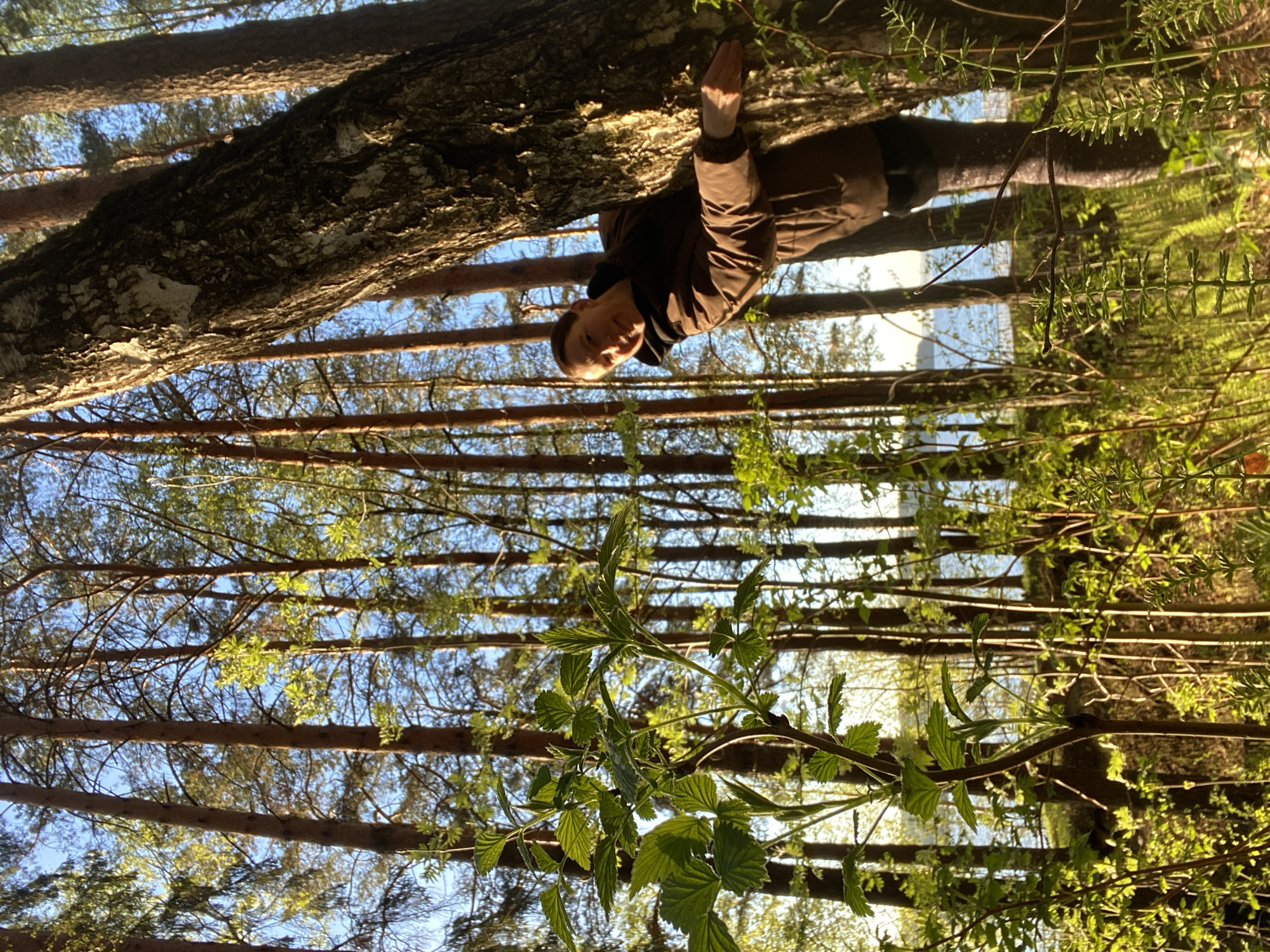 The photograph, taken outdoors, shows a view looking up through a forest canopy. Straight, slender tree trunks rise vertically, their brown branches reaching out to form a dense overhead network. Sunlight filters through the branches, creating patches of brightness and shadow on the forest floor. Green foliage is visible, particularly in the foreground, where leafy branches stretch across the lower portion of the frame. In the upper portion of the frame a person is clinging to a tree, upside down. The person is wearing a brown jacket and dark pants. The background reveals glimpses of a bright sky between the trees. The location is in a forest in Chaikovsky, Russia.
