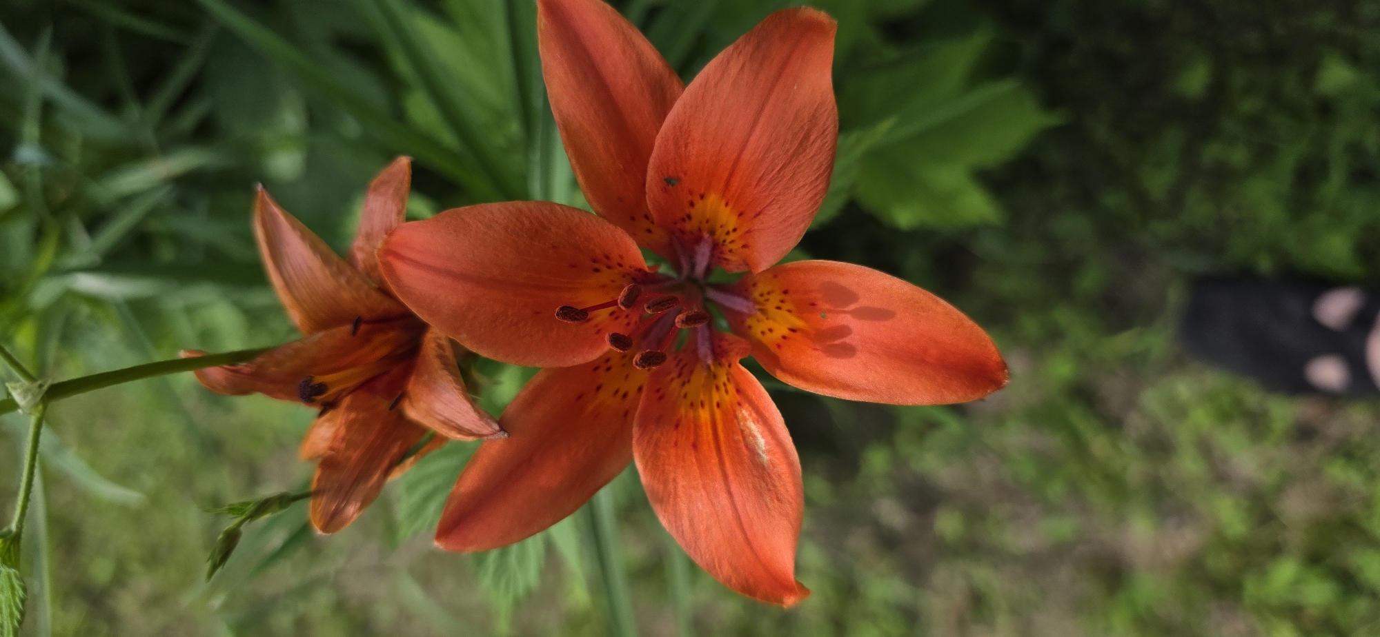 An extreme close-up, low-angle shot captures an orange lily in bloom. The flower is vibrant and in focus, with its petals spread open to reveal the stamens and pistil at its center. The petals are adorned with dark orange speckles. Behind the main lily, another orange lily is partially visible, also in bloom. Lush green foliage forms the background, creating a soft, blurred contrast that highlights the lilies. In the lower portion of the frame, a blurred black object, appearing to be a shoe, is visible on the ground. The scene is set outdoors, suggesting a garden or natural environment. There is no indication of the location being within the city of Lensk, Russia.