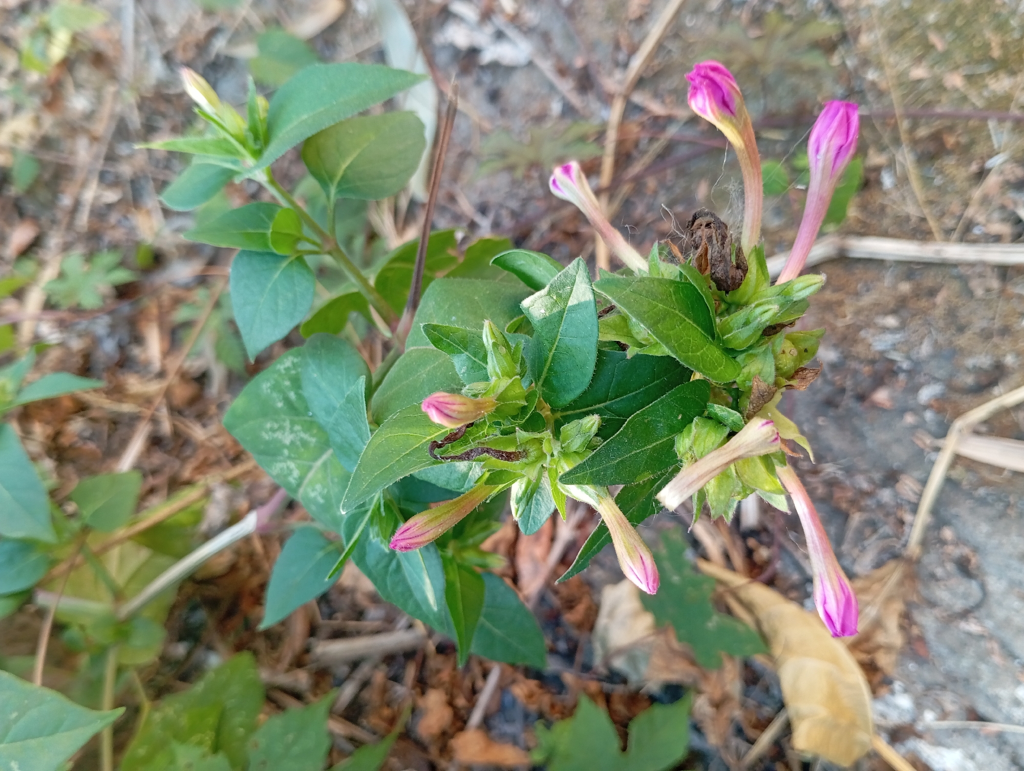 The image shows a cluster of pink flower buds on a green plant. The buds are elongated and tapered, with the petals tightly closed. Some of the buds are lighter pink at the base and become a deeper pink towards the tip. The plant has lush green leaves. The background consists of dry leaves, soil, and a greyish, coarse surface, possibly a pathway or ground. A thin strand of spiderweb is visible near one of the buds. The scene appears to be outdoors, possibly in a garden or natural setting. The location is specified as Padurungan, Indonesia, which is a district in the city of Semarang, Central Java.