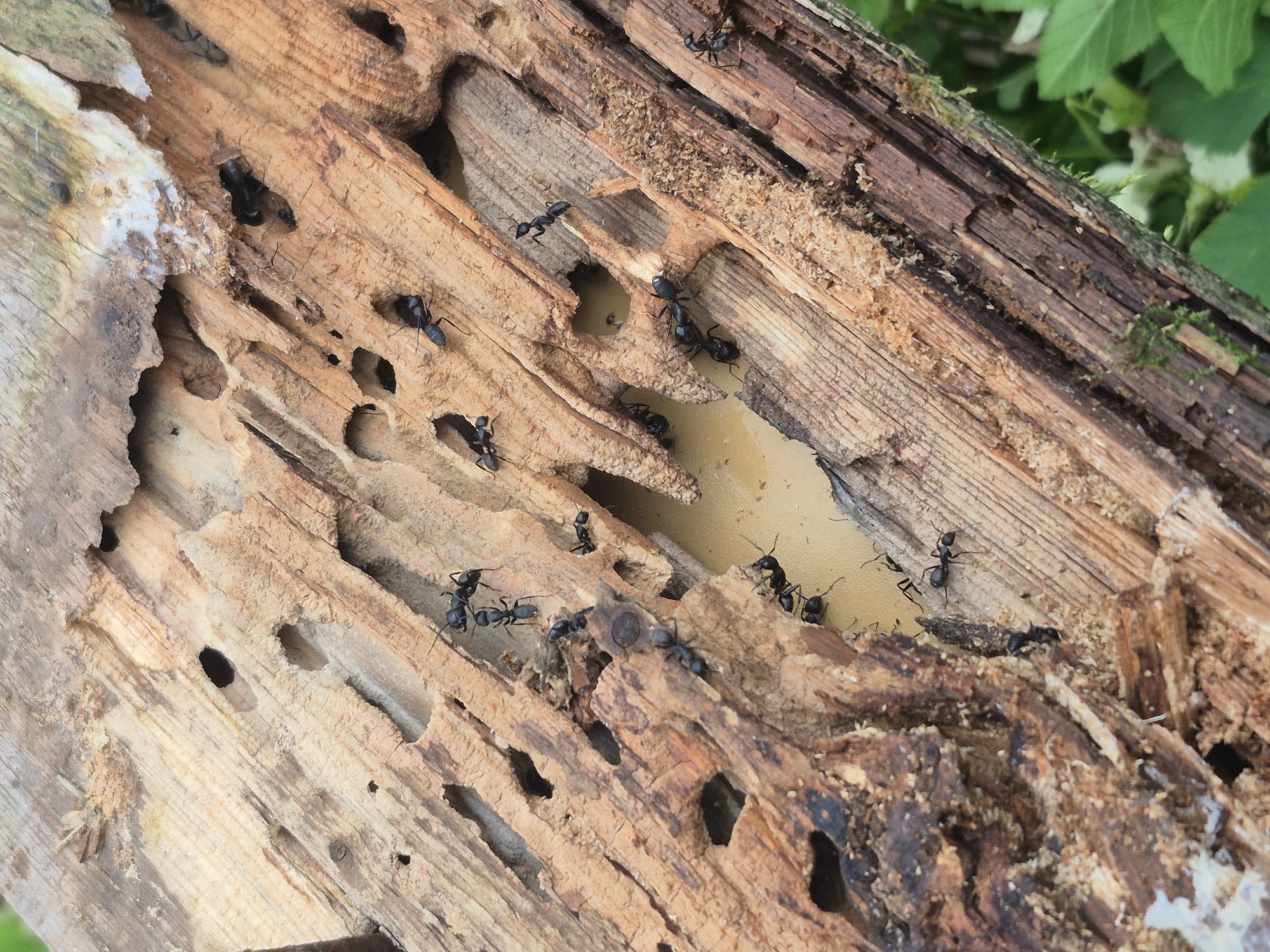This image presents a detailed view of a decaying wooden log or plank, serving as a habitat for a colony of black ants in Chaikovsky, Russia. The wood exhibits extensive structural damage, characterized by numerous irregularly shaped tunnels, galleries, and boreholes excavated throughout its surface and interior. The exposed wood grain displays varying shades of light tan to dark brown, with some areas appearing darker, indicating moisture or advanced decay.
Approximately two dozen black ants are visible across the wood. They possess glossy black exoskeletons, distinct head, thorax, and abdomen segments, and prominent antennae. The ants are actively moving across the wood's textured surfaces and entering or exiting the various excavated openings. A notable concentration of ants is gathered around a small, shallow pool of light brown liquid situated within one of the deeper cavities, suggesting a communal water or food source. Fine, sawdust-like wood frass is scattered across the wood, particularly evident around the edges of the tunnels, indicative of ongoing excavation activity. Green foliage, out of focus, is visible in the background and along the bottom-right edge of the frame, confirming an outdoor, natural environment under ambient daylight. No human subjects are present.