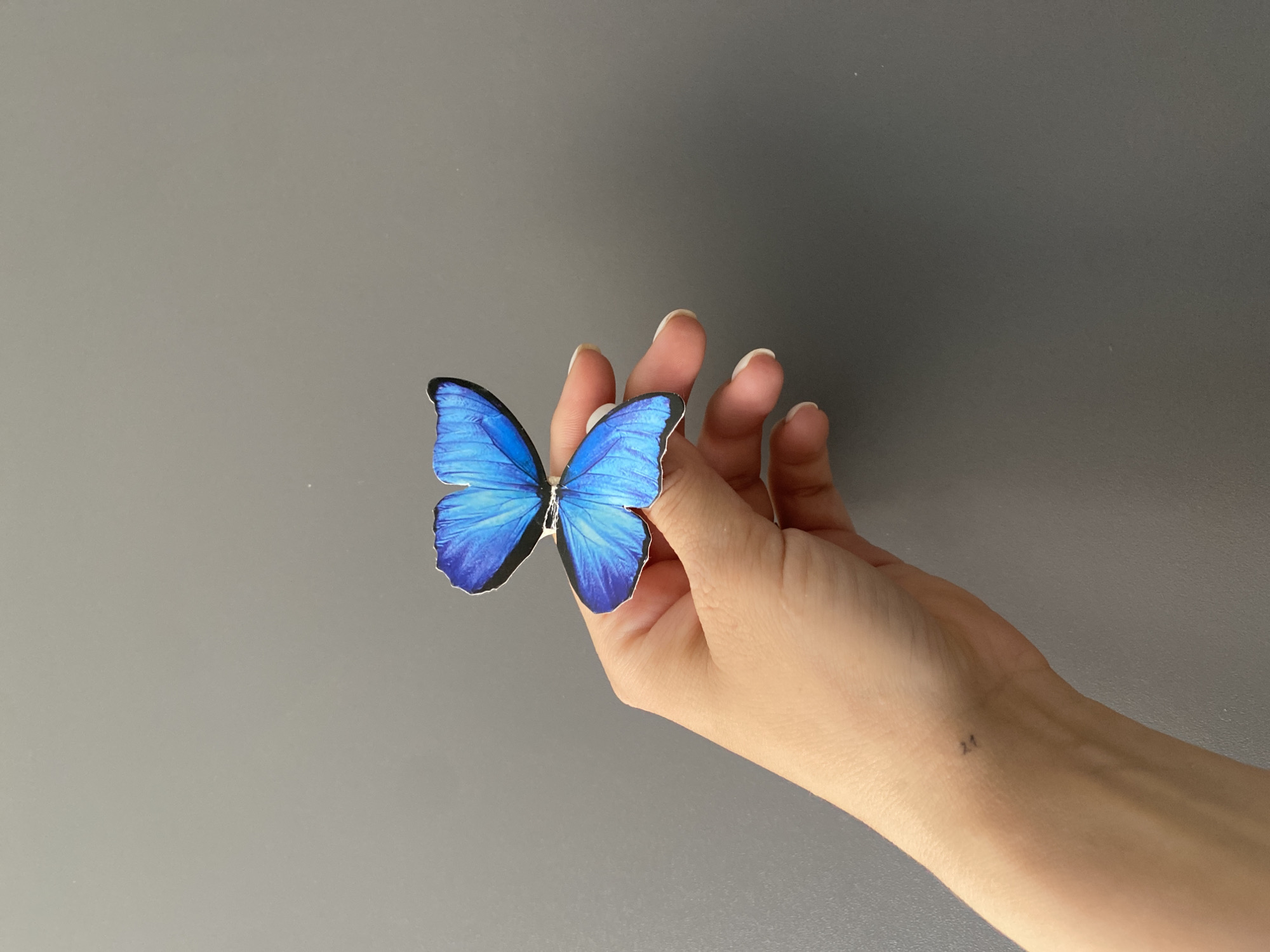 A close-up shot reveals a human hand gently holding a blue butterfly against a solid gray background. The hand has pale skin and short, neatly manicured nails. A small tattoo is visible on the wrist, seemingly the number "21." The butterfly is vibrant blue with black accents and intricate wing patterns. The background is a uniform gray, devoid of any other details. The location in the city of Chaikovsky, Russia, is not apparent or discernible from the image.